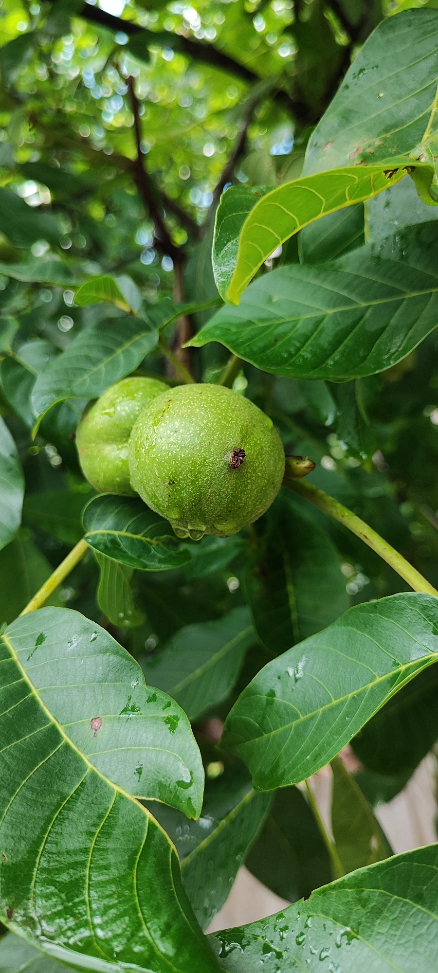 The image shows two unripe green walnuts on a tree, surrounded by lush green leaves. Water droplets are visible on the walnuts and leaves, suggesting it may have recently rained or the tree has been watered. The background is blurred, with out-of-focus green foliage and bokeh lights, indicating a natural outdoor setting. The scene is likely captured in a garden or park. The specific location in Лёзненскі сельскі Савет, Belarus is not discernible from the image itself, as it depicts a common natural subject without any identifying landmarks.