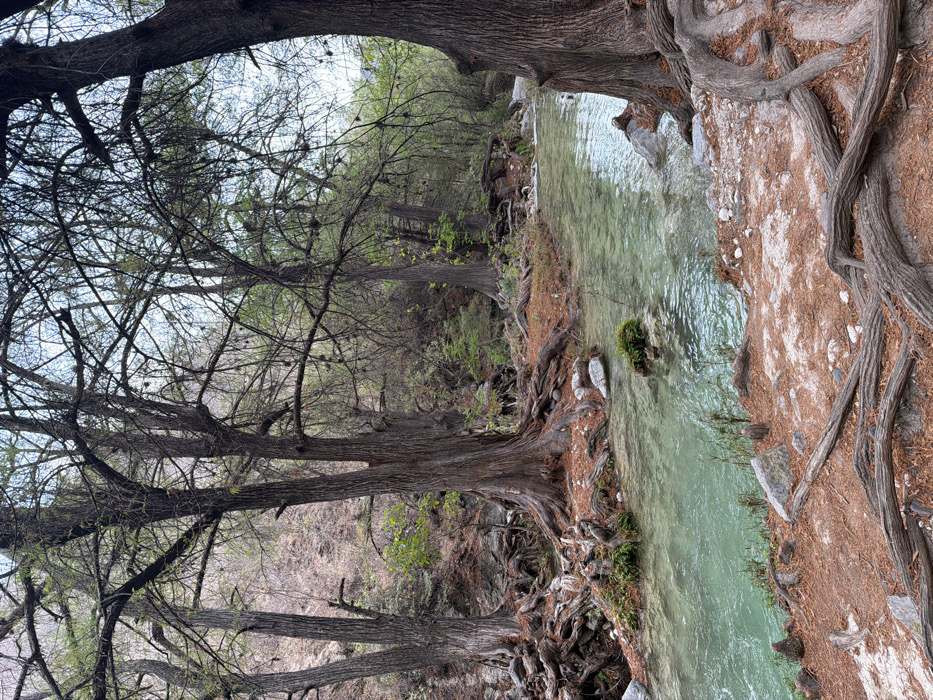 The image displays a natural riverine environment located in the area of San Miguel Atlapulco, Mexico. A clear, shallow river with a light turquoise-green tint flows from the background to the foreground, exhibiting ripples indicating current. Numerous mature trees with thick, dark brown trunks and extensive, gnarled exposed root systems line both banks of the river. The roots extend across the reddish-brown ground, which is covered with fallen organic debris, and partially into the water. Some smaller green foliage is visible on the trees and near the water's edge. The background features a steep hillside covered with sparse, lighter-toned vegetation and bare soil. Rocks of varying sizes are scattered along the riverbanks and partially submerged in the water; one rock in the mid-stream is topped with green moss. No human or animal subjects are visible. The lighting suggests daylight conditions, with an overcast or lightly clouded sky visible through the tree canopy.