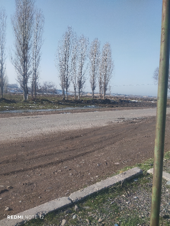 A rural landscape under a bright sky features a dirt road marked with tire tracks. Tall, bare trees line the horizon, their slender trunks reaching toward the blue. Patches of melting snow hint at the season. A weathered concrete curb borders the foreground, interspersed with small green plants and stones. A green metal pole stands vertically in the right corner, partially obscuring the view.