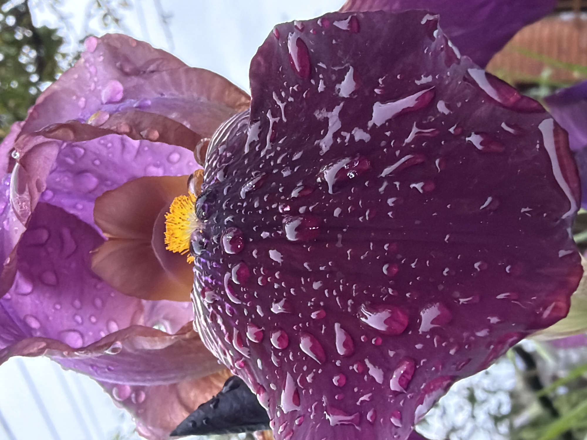 A close-up, low-angle shot captures two purple iris flowers adorned with numerous water droplets. The flower on the right is a deeper shade of purple, almost maroon, with the droplets clearly visible on its surface. The droplets reflect light, creating highlights and adding texture. The flower on the left is a lighter lavender-purple color, also with droplets scattered across its petals. In the center, a bright yellow pistil is visible. The background is blurred, but hints of greenery and sky can be seen. The image appears to have been taken outdoors, likely in a garden or natural setting. There are no visible people. The photo was taken in the city of Beryozovy, Russia.