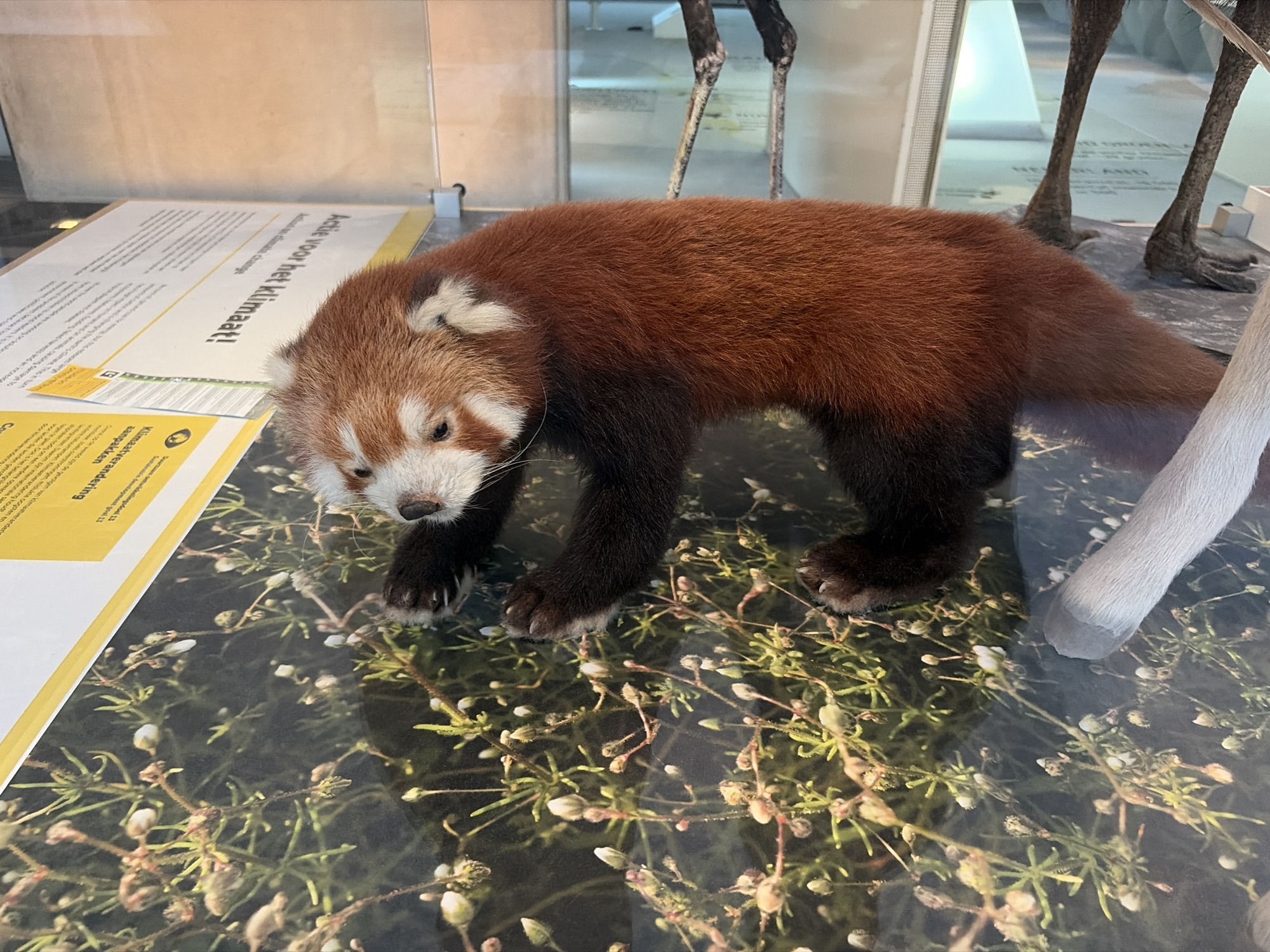 An artificial red panda is displayed in a glass enclosure at the Naturalis Biodiversity Center in Leiden, Netherlands. The red panda is in a walking pose on a surface printed with vegetation. To the left of the red panda, there are informational signs with text in Dutch, including one that reads "Actie voor het klimaat!". In the background, out of focus, are the legs and feet of what appear to be other taxidermied animals, possibly giraffes, and a bright white wall.