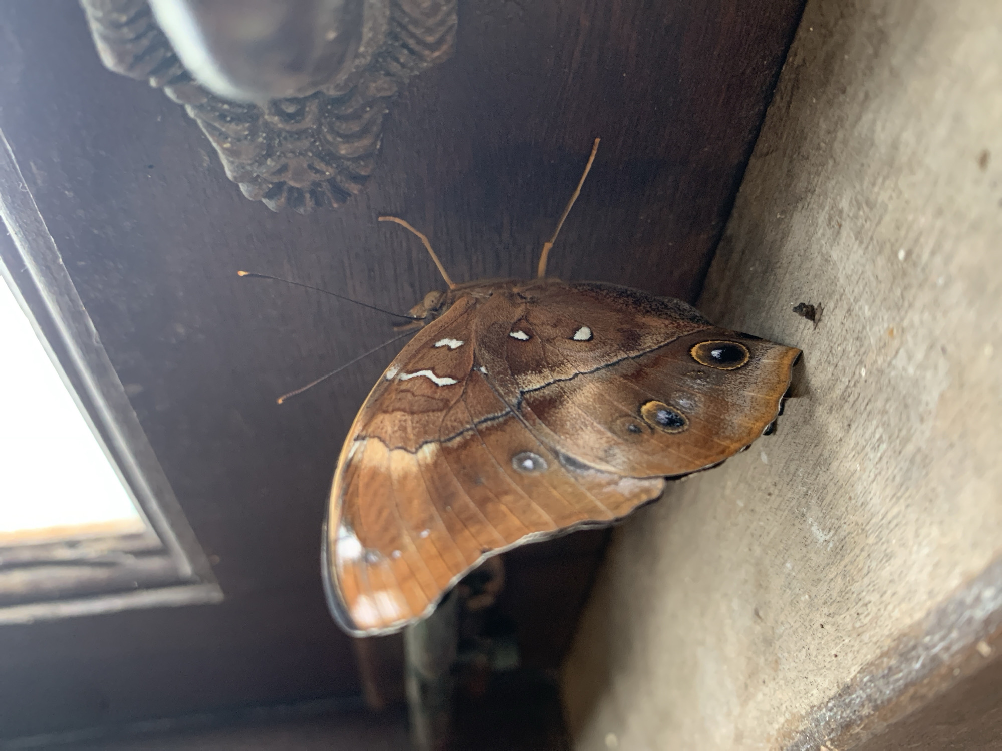 A medium shot captures a brown butterfly perched on a wooden surface, its wings partially open, revealing intricate patterns. The butterfly's body is angled towards the right, with its head facing downwards. The wings exhibit shades of brown with white markings and a prominent eye-like spot on the lower wing. The background consists of a dark wooden surface with a decorative element on the right side, possibly a part of a furniture piece or building structure. The lighting suggests an indoor setting with natural light coming from above and to the left, creating highlights on the butterfly's wings and casting subtle shadows. The wooden surface is textured and shows signs of wear. The scene is located on a window ledge in Baan Bang Rak, Thailand.