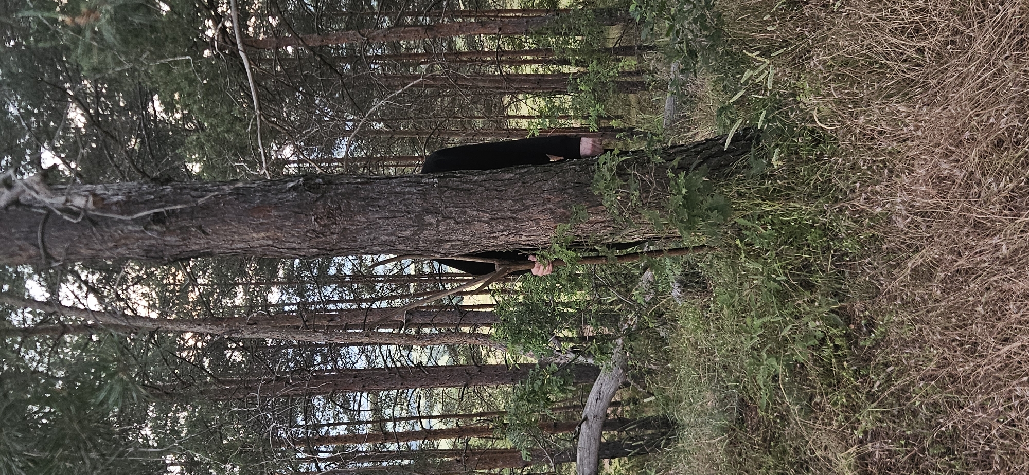 In a dense pine forest, a person, appearing to be male based on build and attire, is partially concealed behind a large tree trunk. The individual is wearing a black long-sleeved shirt. One hand is visible, resting on a slender branch or stick. The person's head and face are obscured by the tree. The surrounding environment is characterized by thick vegetation, with dry grasses and green shrubs covering the forest floor. Tall pine trees with rough bark dominate the scene, creating a shaded and natural atmosphere. The lighting suggests it is either early morning or late afternoon. There are no other individuals or discernable objects that indicate human activity or structures within the immediate vicinity, suggesting a remote or undeveloped natural setting.