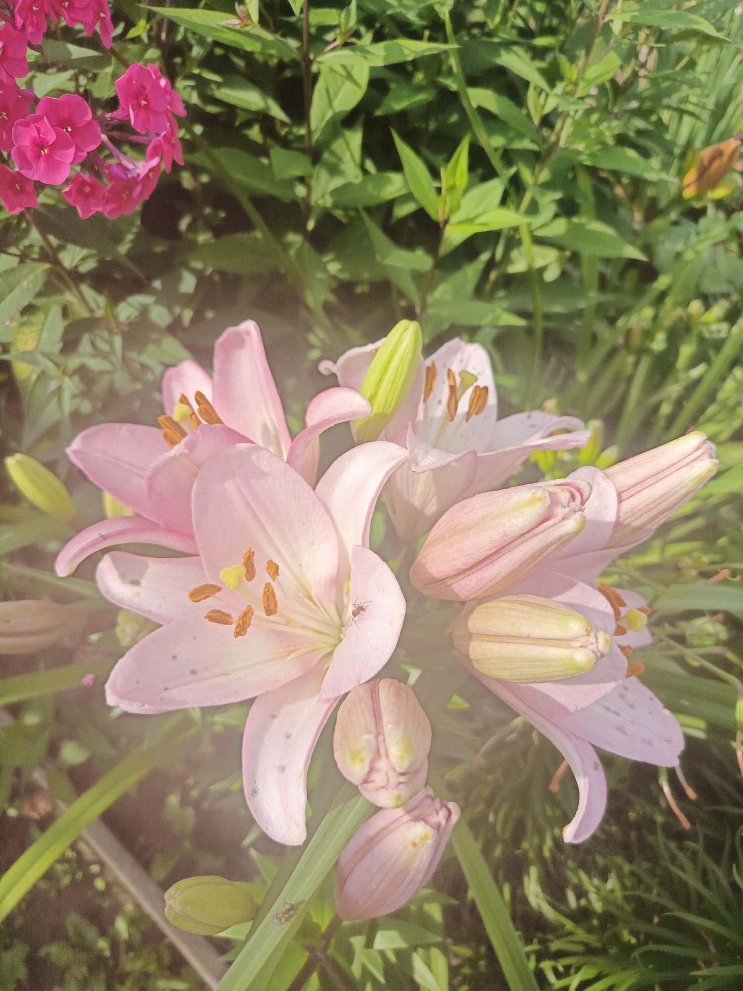 The image displays a cluster of pale pink lilies in various stages of bloom, interspersed with unopened buds. The lilies have delicate petals and prominent orange stamens. The background consists of lush green foliage, likely from a garden. In the upper left corner, a cluster of vibrant pink phlox flowers is visible. The scene appears to be outdoors, possibly in a residential garden in the city of Kharnavy, Russia. There are no people visible in the image. The lighting suggests it is daytime, with sunlight filtering through the plants, creating a soft, slightly hazy effect. A small insect, possibly an ant, is visible on one of the lily petals and on a leaf.