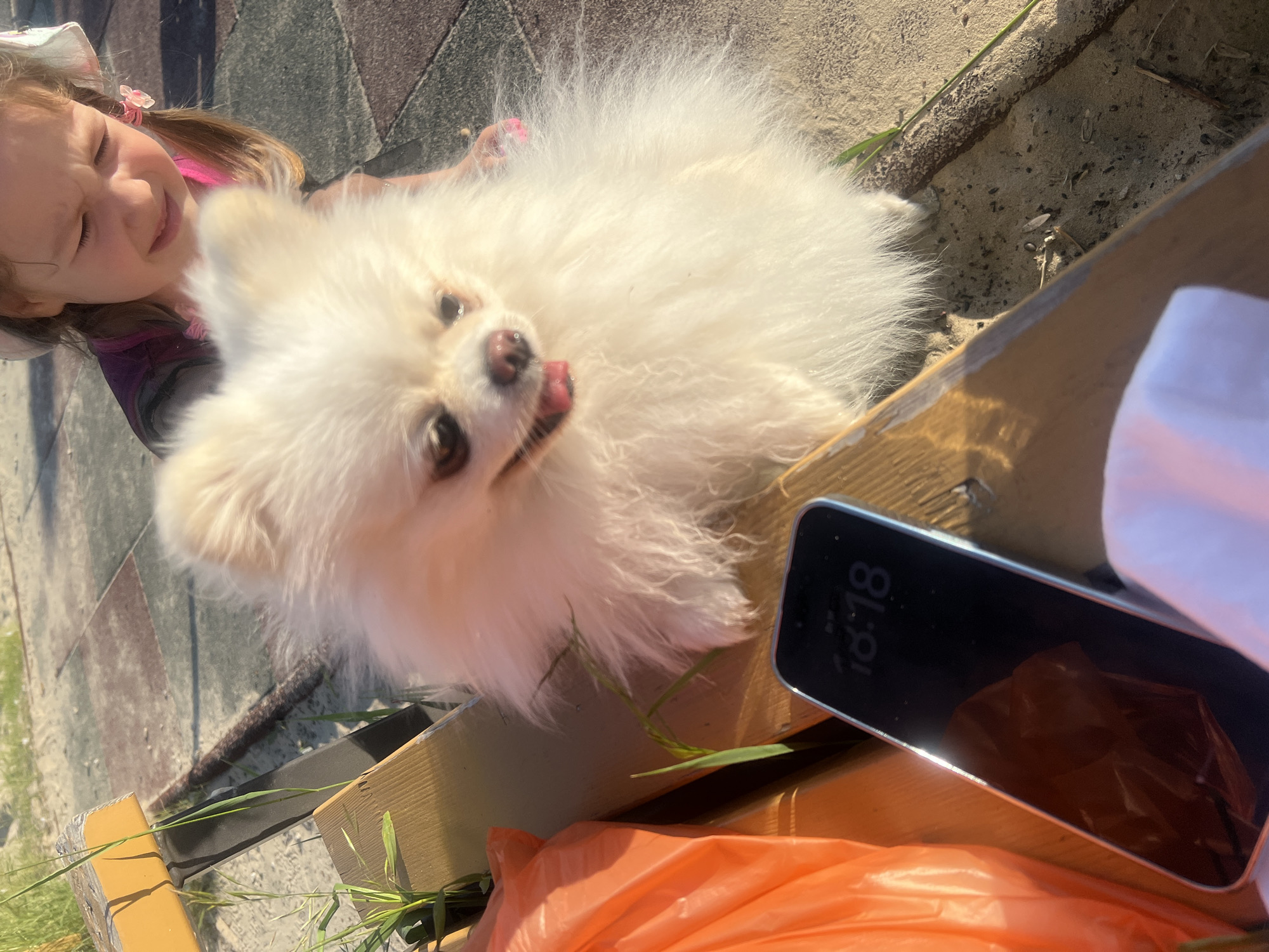 An outdoor, low-angle, medium shot captures a fluffy white Pomeranian dog and a young girl sitting on a wooden bench. The dog is in the foreground, looking directly at the camera with its tongue slightly out and mouth open. A young girl, partially visible behind the dog, is wearing a pink and purple shirt and a hat. She has pigtails with pink bows and appears to be looking down at the dog. To the left of the dog, a bright orange plastic bag is visible on the bench. In the lower-left corner, a smartphone with the time "18:18" displayed on its screen is lying on the bench. The background consists of sandy ground and a patterned paved area. Grass and a stick are present on the ground. The scene appears to be in a park or recreational area.