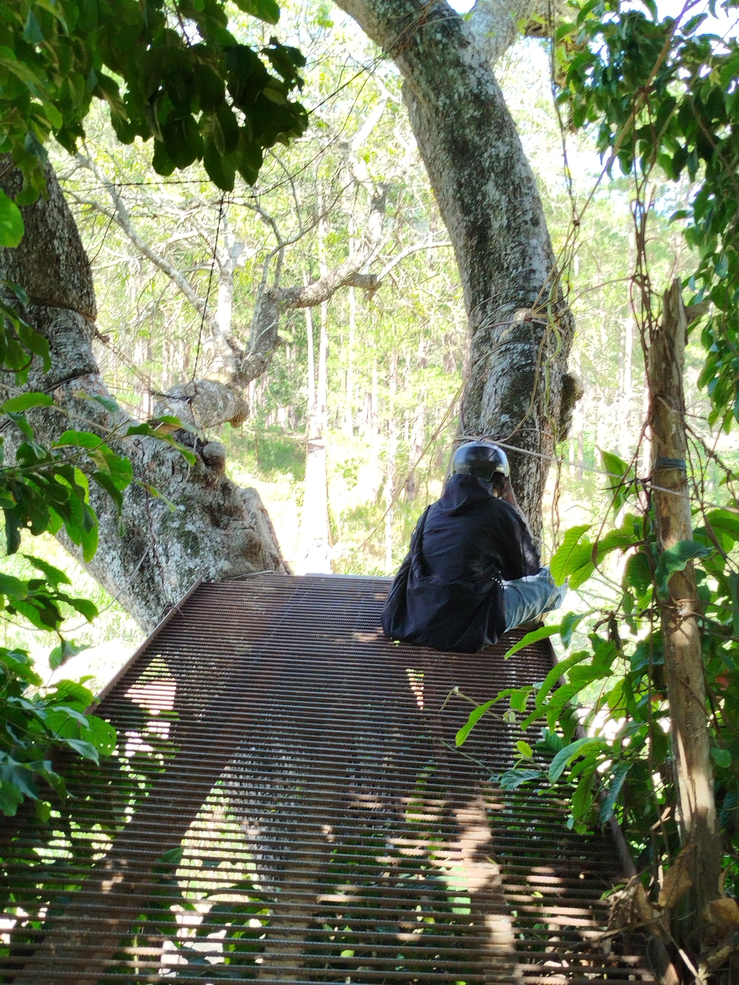 A person is depicted seated on a horizontal, dark brown metal grate structure within a forested area in Tuý Sơn, Vietnam. The individual is positioned with their back to the viewer, facing away and observing the dense woods ahead. They are wearing a dark, possibly black, jacket, light-colored pants, and a dark helmet on their head. The metal grate features numerous parallel horizontal bars, through which sunlight casts distinct linear patterns of light and shadow onto the ground beneath. To the left, a large tree with textured, light-grey and dark-grey bark curves prominently upwards. Another tree trunk, lighter in color and wrapped with vines, is visible to the right of the seated person. Lush green foliage frames the scene on both the left and right sides in the immediate foreground. The background consists of a thick forest composed of numerous slender trees with light-colored trunks, appearing somewhat hazy under bright natural daylight.