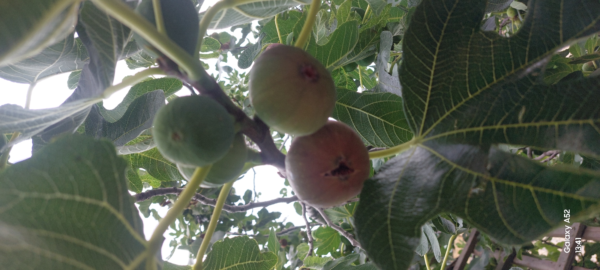 A low-angle shot captures several figs on a tree branch, with large, dark green leaves dominating the foreground and mid-ground. Two green figs are visible near the top, clustered together. Below them, a purplish-brown fig with a visible opening is positioned to the left, and a lighter green fig with a red spot is to the right. The background is blurred, showing more foliage and a bright sky. The bottom left corner of the image displays "Galaxy A52" and "13:41". This image was taken in Ganja City, Azerbaijan.