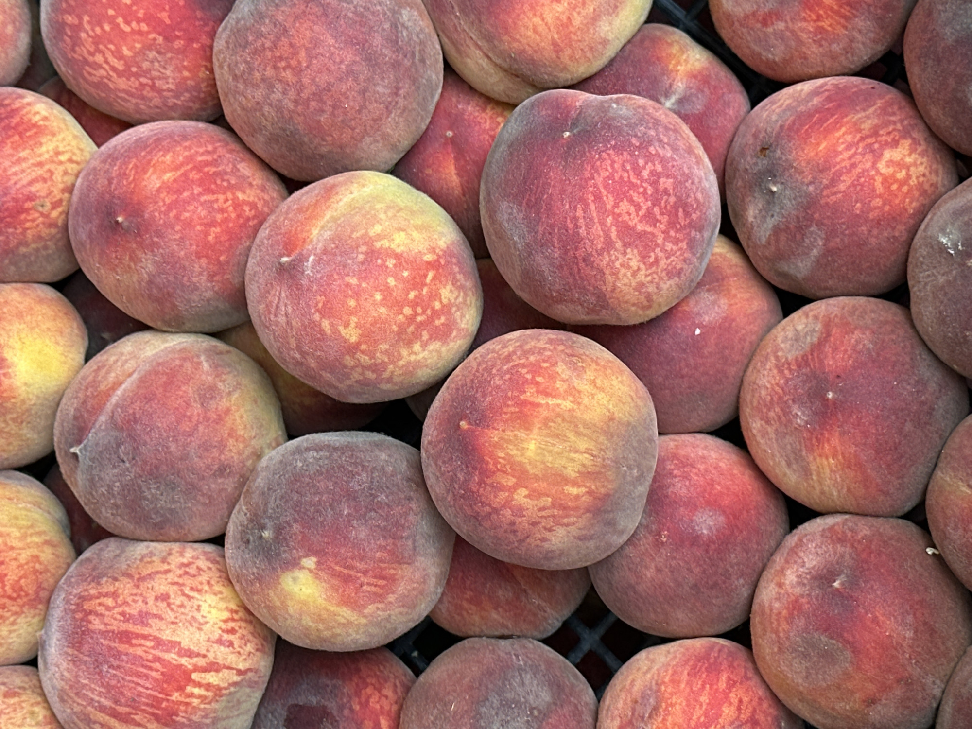 The image displays a close-up, overhead view of a large pile of ripe peaches. The peaches are predominantly red and yellow, with some exhibiting a blush of pink. They are round and appear to be fresh, with their fuzzy skin visible. The peaches are packed tightly together, filling the frame and creating a textured surface. There is no discernible background or environment visible, suggesting the focus is solely on the fruit itself. The location is identified as Özgön, Kyrgyzstan.