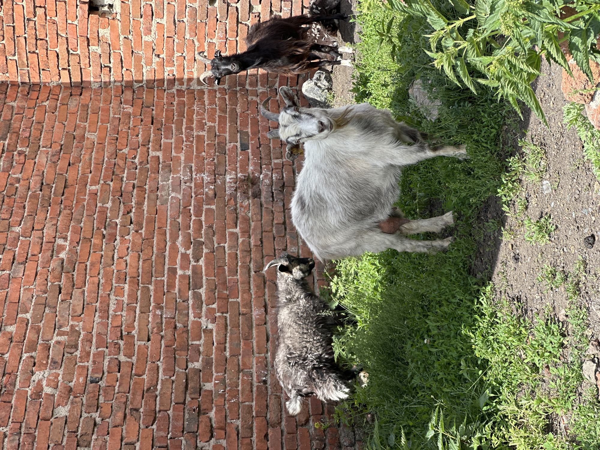Three goats are standing in front of a rough brick wall. The goat on the left is grey and fluffy, facing away from the camera. In the center, a white and grey goat with short horns faces the camera, looking directly into the lens. To the right, a black goat with short horns stands facing the camera, with its head slightly tilted. The ground is covered in green grass and dirt, with some plants growing in the foreground. The brick wall appears aged and weathered, with some sections missing bricks or showing signs of repair. The overall scene suggests an outdoor setting, possibly a farmyard or a neglected area.
