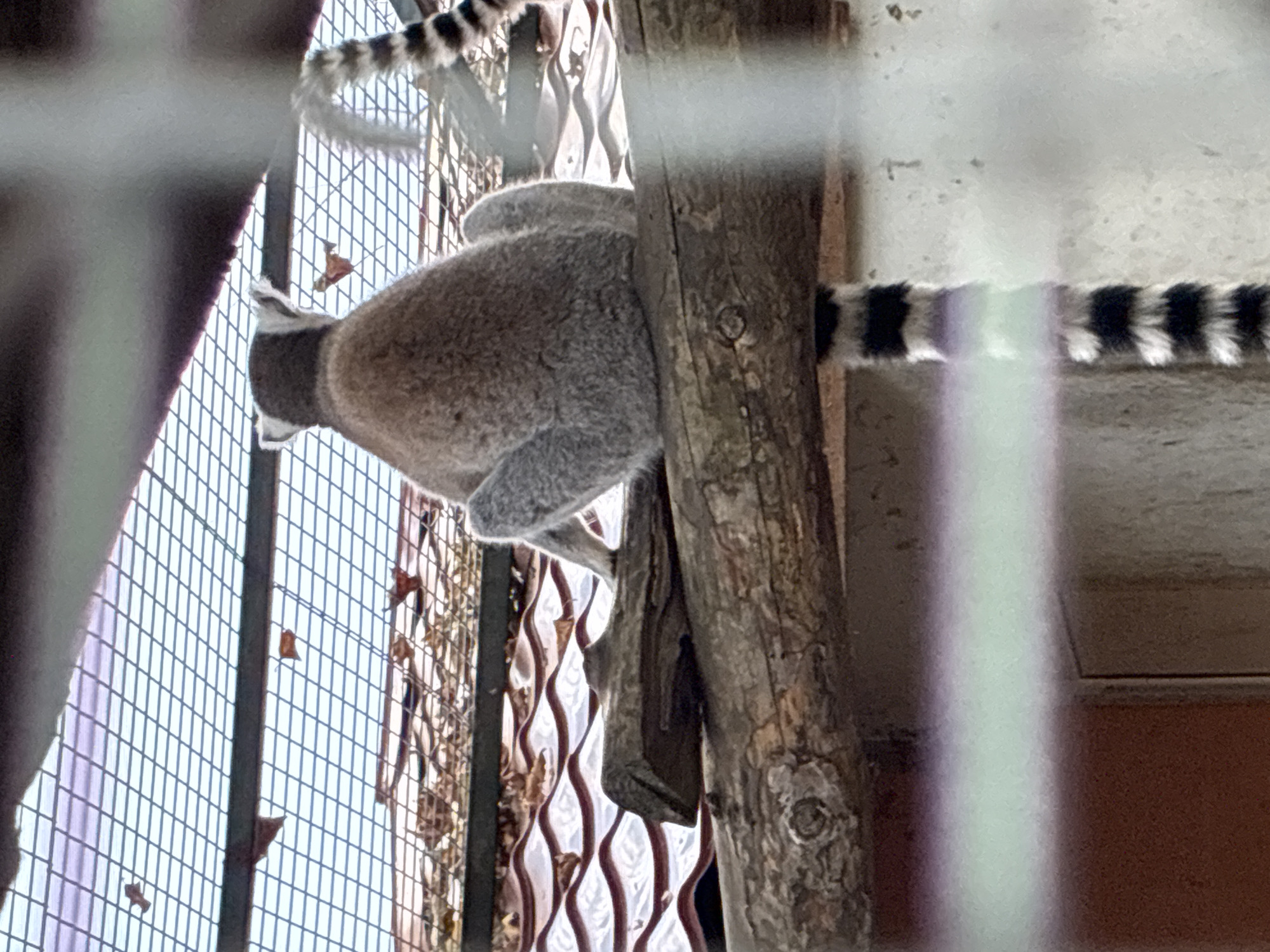 A ring-tailed lemur, viewed from behind, sits on a rough-hewn log. Its tail, characterized by distinct black and white rings, hangs down. The lemur is positioned within an enclosure, indicated by a metal mesh ceiling and tiled roof in the background. Scattered leaves are visible on the roof. The scene appears to be an outdoor enclosure, possibly in a zoo or animal sanctuary. No specific location in Pazardzhik, Bulgaria, is identifiable from the visual information alone. The image is slightly blurred, with some light glare, suggesting it was taken through a barrier.