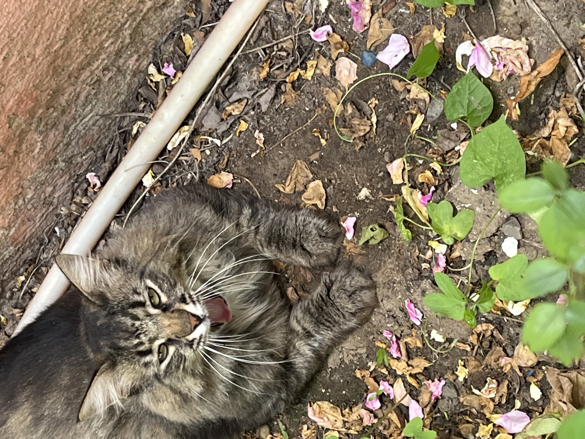 A fluffy tabby cat lies on its back in dry soil, surrounded by fallen leaves and pink flower petals. The cat's mouth is open, showing its tongue and teeth, and its eyes are bright green and looking towards the camera. Its long white whiskers fan out from its face. A white pipe runs diagonally across the top left of the image, and a textured reddish wall is visible in the background on the left. Green leaves and vines are scattered throughout the scene, particularly on the right side. The lighting suggests it is daytime. The overall scene appears to be an outdoor garden or natural area.