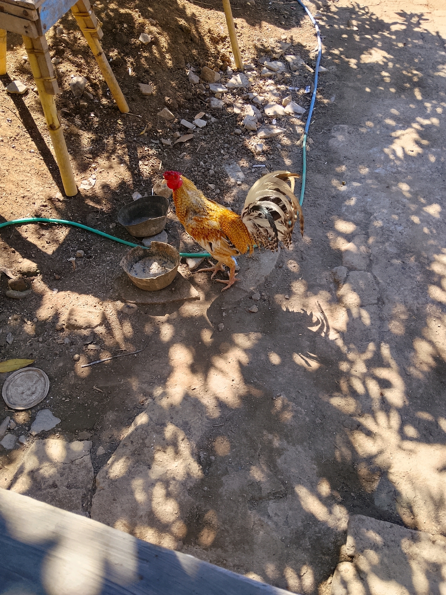 A rooster stands on a patch of dirt and concrete, partially shaded by trees. The rooster is predominantly gold and brown, with a red comb and wattles. In the background, a light blue hose snakes across the ground, connected to a green hose. Two empty bowls are also visible on the ground near the rooster. To the left, the legs of a wooden structure are visible, casting shadows on the ground. The scene appears to be outdoors in a rural or backyard setting.