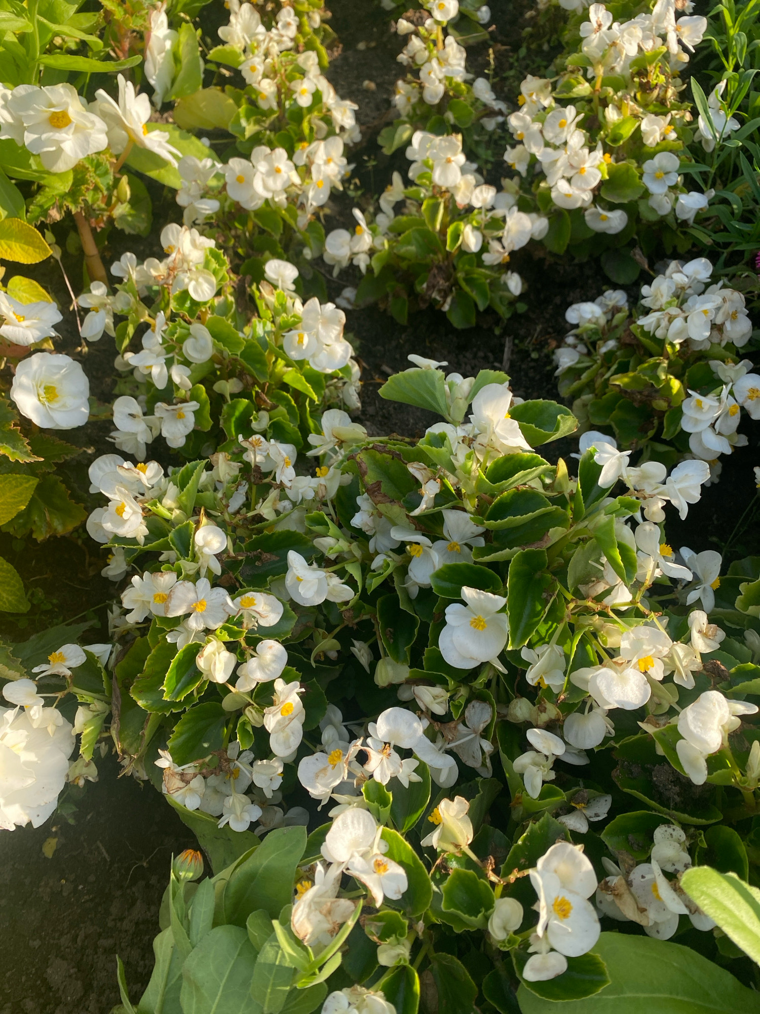 In Ivanteyevka, Russia, a cluster of white begonia flowers with yellow centers is in bloom. The flowers are densely packed, with green leaves providing a backdrop. The sunlight casts shadows on the petals, highlighting their delicate structure. The ground beneath the flowers is dark soil.