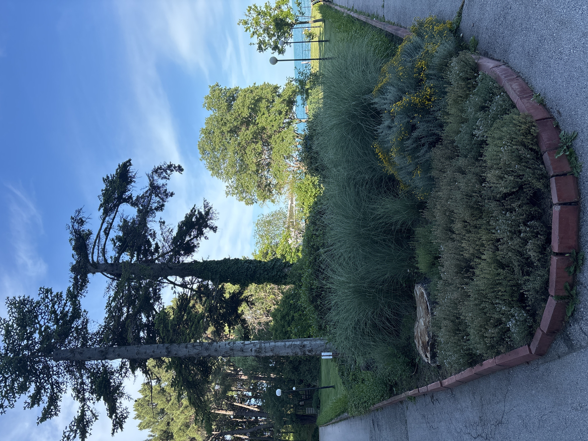 The image depicts a park-like setting with a pathway curving to the left and right, suggesting a fork in the road. The pathway is paved and lined with a low, red brick border. In the foreground, a garden bed features a variety of greenery, including tall, ornamental grasses and lower, bushy plants with small yellow flowers. A large tree stump sits within this garden.
Behind the garden, several tall trees dominate the scene, including two prominent conifers with dense foliage. Beyond the trees, a lawn area is visible, leading towards a body of water that appears to be the Black Sea. The sky is a clear blue with a few wispy clouds. Two lampposts with spherical lights are positioned along the pathway.
In the distance, more trees and greenery are visible, as well as some structures that might be buildings or part of the park infrastructure. The overall impression is one of a well-maintained public space. While the image does not explicitly show any people, the presence of pathways and lampposts suggests a location designed for public use and enjoyment.
The description of the city of Varna, Bulgaria, can be inferred from the presence of the Black Sea, which borders the city. The lush vegetation and mature trees are consistent with the climate and natural environment found in coastal areas of Bulgaria. The style of the pathway and garden landscaping may also be typical of urban parks in the region.