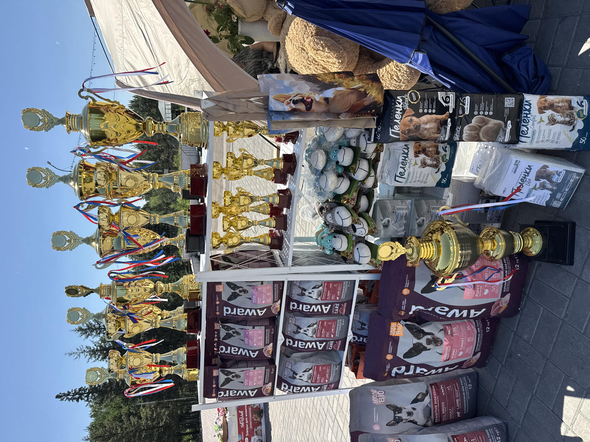 This forensic description details an outdoor scene in the city of Omsk, Russia, featuring a display of competition trophies and pet-related products. The primary focus is a white, multi-tiered metal display rack exhibiting numerous golden trophies and packaged dog food. On the top shelf, eight large, identical golden trophies with an ornate design and laurel wreath embellishments are arranged. Each trophy is adorned with red, white, and blue ribbons and rests on a dark rectangular base. The middle shelf, on its right side, displays twelve smaller, simpler golden trophies, also on dark bases. The middle shelf, on its left side, holds six 12 kg bags of "Award" brand dog food. The top row consists of three bags labeled "Puppy 1-15 Medium Turkey," and the bottom row contains three bags labeled "Adult All Breed Sensitive Digestion Lamb." All bags feature an illustration of a black and white terrier-type dog and display Cyrillic text, "100% BIO," and "Superpremium Dog Food." On the paved ground directly in front of the display, three additional 12 kg "Award" dog food bags are positioned: one "Adult All Breed Sensitive Digestion Lamb" and two "Puppy 1-15 Medium Turkey." To the right of these bags, a single large golden trophy, identical in style to those on the top shelf and adorned with red, white, and blue ribbons, stands on a black base. Further to the right on the ground, multiple packages of pet absorbent pads, labeled "Пеленки" (Pelenki) in Cyrillic, are stacked. These include two packages of "Пеленки Comfort" (depicting a kitten and puppy, indicating 50 pieces), two packages of "Пеленки Black" (featuring a puppy and a paw print, indicating 20 pieces with "Premium Quality"), and one package of "Пеленки Lite" (kitten and puppy, 20 pieces). The bottom right shelf of the display rack contains a pile of small, spherical stuffed animal toys with cartoon faces, some featuring blue accents. Two reusable tote bags are hanging from the right side of the metal display rack; the front bag displays a colorful illustration of a Corgi dog in a natural setting. The setting is outdoors under a clear, bright blue sky with faint particulates (possibly dust or pollen) visible. The ground is paved with light-colored rectangular pavers. In the background, numerous green coniferous trees are visible, with a distant building featuring a light-colored roof discernible through them. A large, light-colored canvas tent or awning provides shade on the right