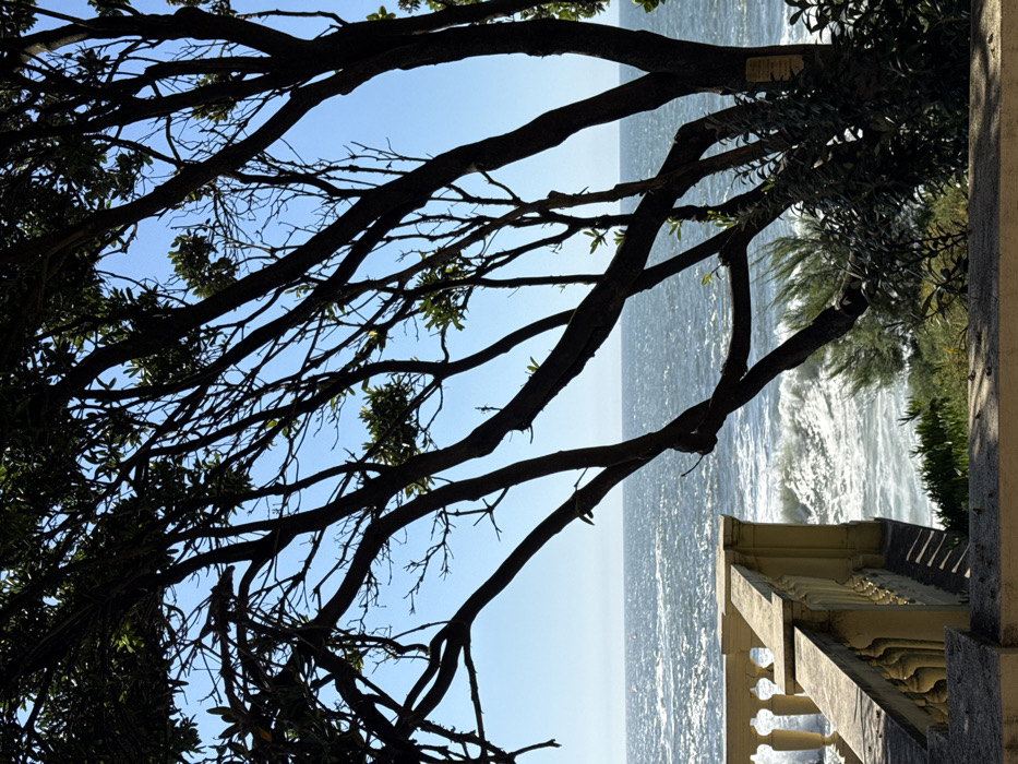 The image displays a coastal scene in Aldoar, Foz do Douro e Nevogilde, Portugal, under a clear blue sky. In the foreground and midground, numerous dark, silhouetted tree branches, some with small clusters of green leaves, form an irregular network, partially framing the view. To the lower left, a light-colored, ornate stone balustrade with decorative spindles extends horizontally across the frame before angling downwards, indicating a terraced overlook. Distinct shadows of the balustrade are cast upon a lighter surface below. The background features the Atlantic Ocean, exhibiting moderate wave activity with visible white foam and cresting waves, particularly near the left side of the balustrade. A faint white object is discernible on the distant ocean horizon. Below the balustrade and among the lower tree branches, green coastal vegetation is present. No people, animals, or specific actions are depicted.