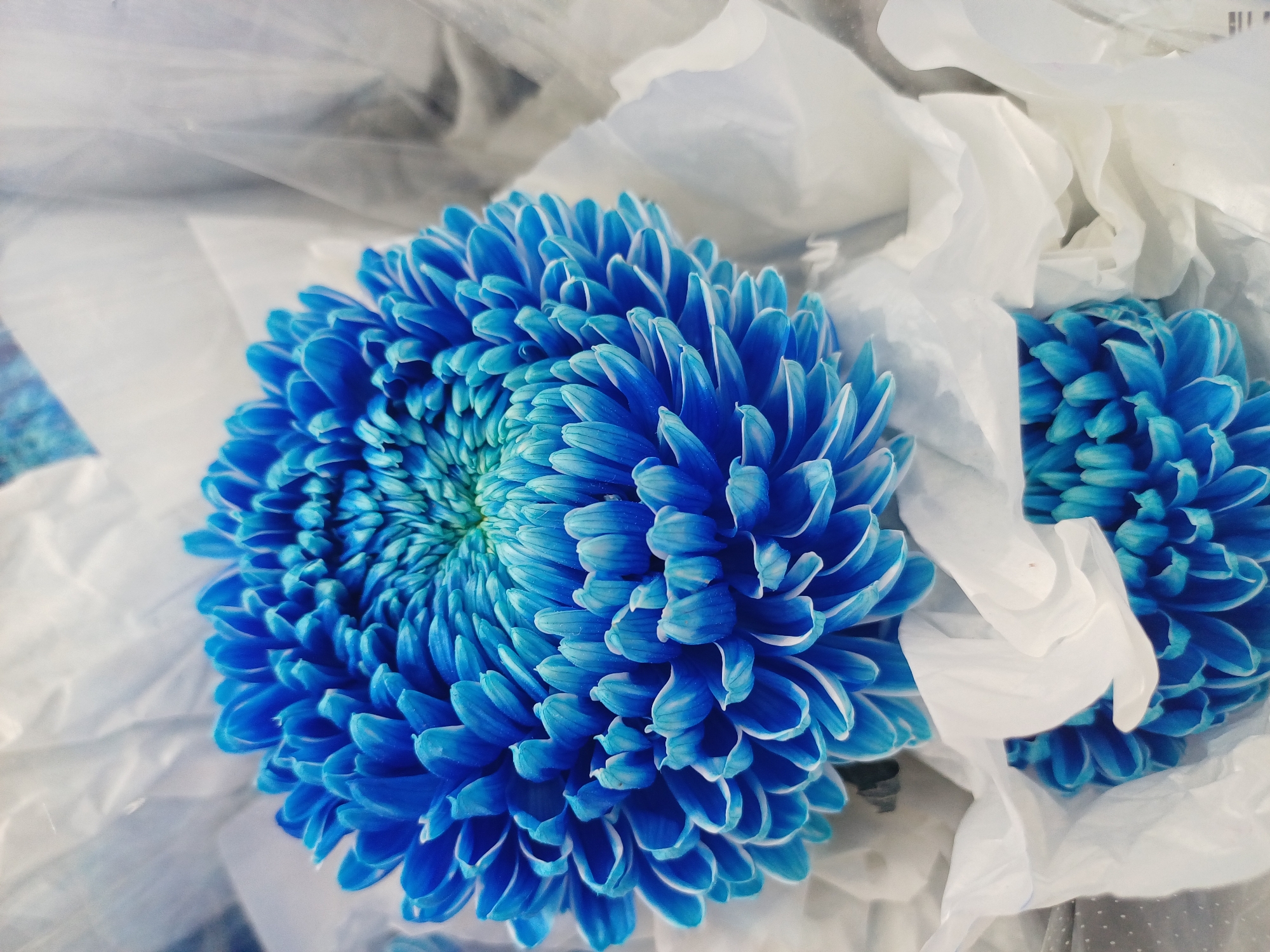 A close-up, overhead shot shows a vibrant, fully bloomed blue chrysanthemum flower at the center of the frame, its intricate petals fanning outwards from a green center. The flower is partially surrounded by crinkled white tissue paper, which creates a soft, diffused background. A second, smaller blue chrysanthemum is visible at the bottom of the frame, also nestled within the white paper. The lighting is soft and even, highlighting the textures and rich color of the flower. The image appears to have been taken indoors, likely in a floral shop or at home, and there is no indication of its specific location within Kuala Lumpur, Malaysia.