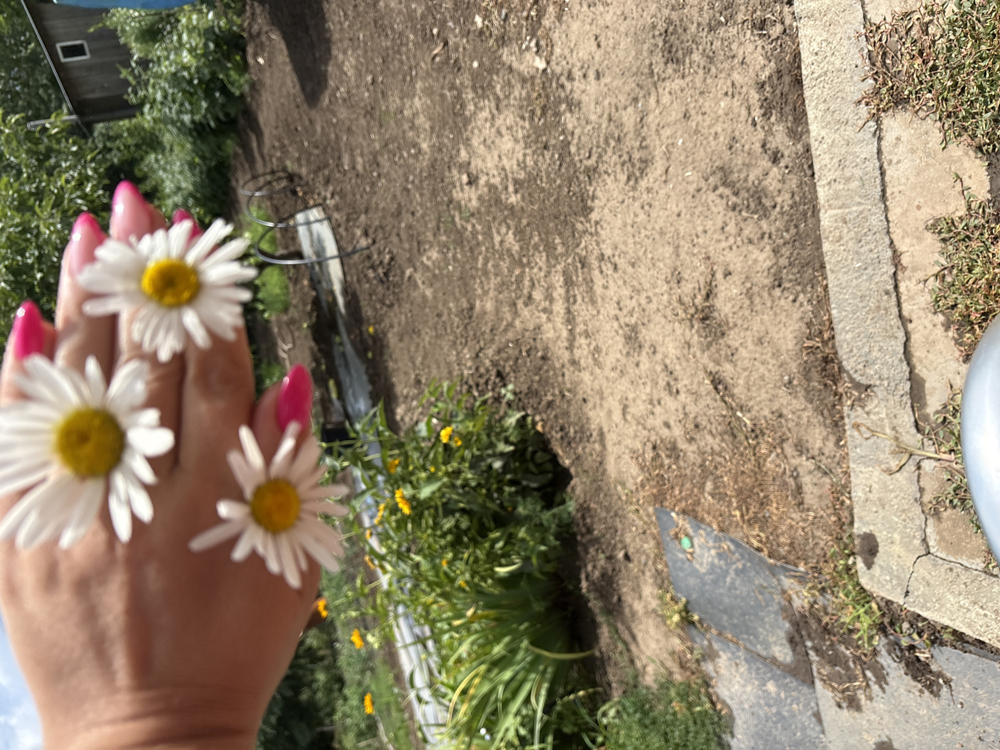 A person's hand with bright pink fingernails is adorned with three white daisies. Two daisies are positioned on the fingers, and one is placed higher up. The hand is shown against a backdrop of a garden area with dark soil, some green plants, and a hint of a building and trees in the background. The overall impression is a close-up of a decorative gesture in an outdoor setting, possibly a garden. The lighting suggests it is daytime, with sunlight casting shadows. The cropped images provide a clearer view of the daisies and the texture of the soil and a concrete path. There is no visible text in the image.