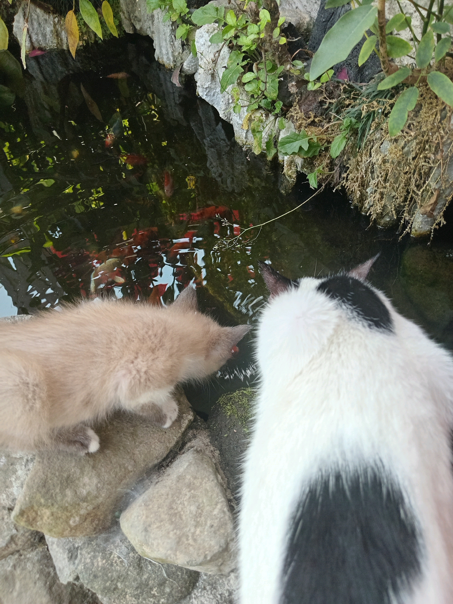 Two cats, one light tan and one black and white, are positioned at the edge of a koi pond, appearing to drink from the water. The tan cat is in the foreground, its head lowered towards the water's surface. The black and white cat is behind it, also facing the pond. The pond contains several koi fish, visible as orange and red shapes beneath the water's surface. The surroundings include rocks, vegetation, and moss, suggesting an outdoor, naturalistic setting. There is no indication of a specific location in Claket, Indonesia, beyond what might be inferred from the general appearance of the garden or pond environment.
