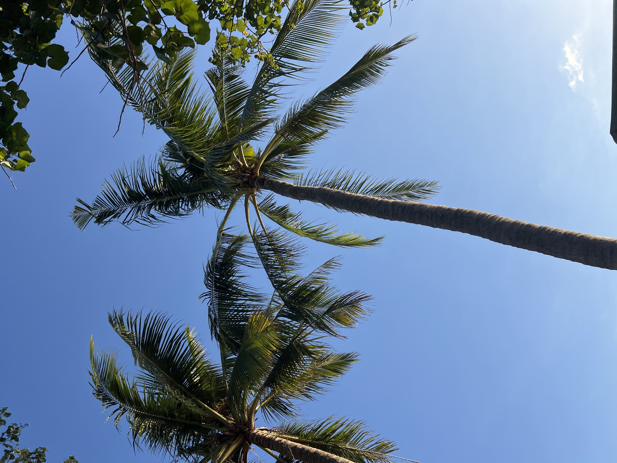 In Kuta, Indonesia, the clear blue sky is the dominant element in this low-angle shot of two palm trees. The fronds of the palm trees are lush and green, with some illuminated by the sunlight. The rough, textured bark of the tree trunks is visible. In the upper right corner, a portion of a leafy tree with broad green leaves adds a contrasting texture. The scene evokes a tropical atmosphere, likely during daylight hours given the bright sky.