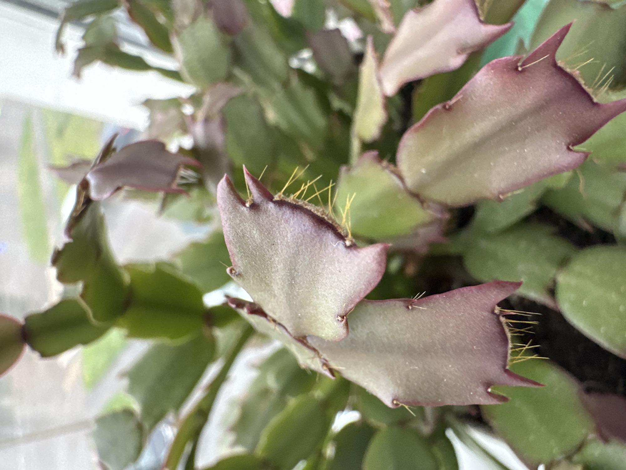 The image is a close-up, eye-level, indoor shot of a Christmas cactus plant. The plant has flattened, segmented stems that are a muted green with hints of purple or pink along the edges and at the tips. Some of the segments have fine, yellow hairs or spines protruding from them. The background is softly blurred, showing more of the plant's foliage and what appears to be a window with diffused light coming through, suggesting it is daytime. There are no people or animals visible in the image. The focus is entirely on the texture, color, and form of the plant. There is no information in the image that would indicate a location in Podolsk, Russia.