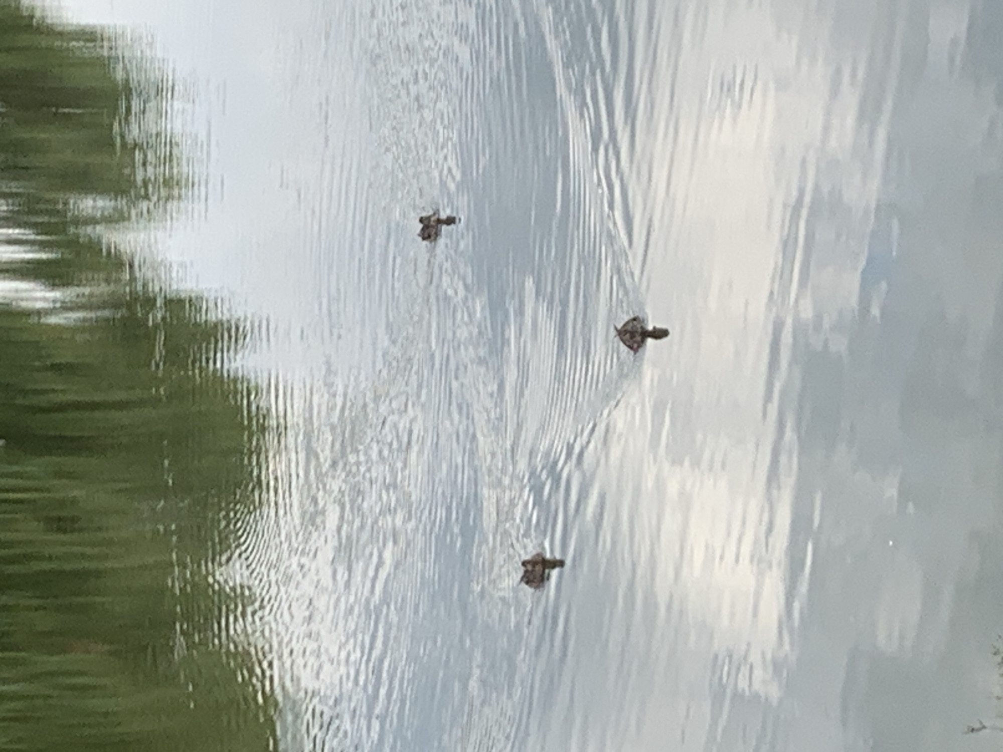 The image shows three ducks swimming in a body of water, possibly a pond or lake. The water is calm with ripples, and reflections of trees and the sky are visible on the surface. One duck is in the foreground on the left, another is in the middle, and the third is in the background on the right. The setting appears to be a natural environment with lush greenery in the background. No people are visible in the image. There is no information in the image to indicate the specific location in the city of Kolomyia, Ukraine.
