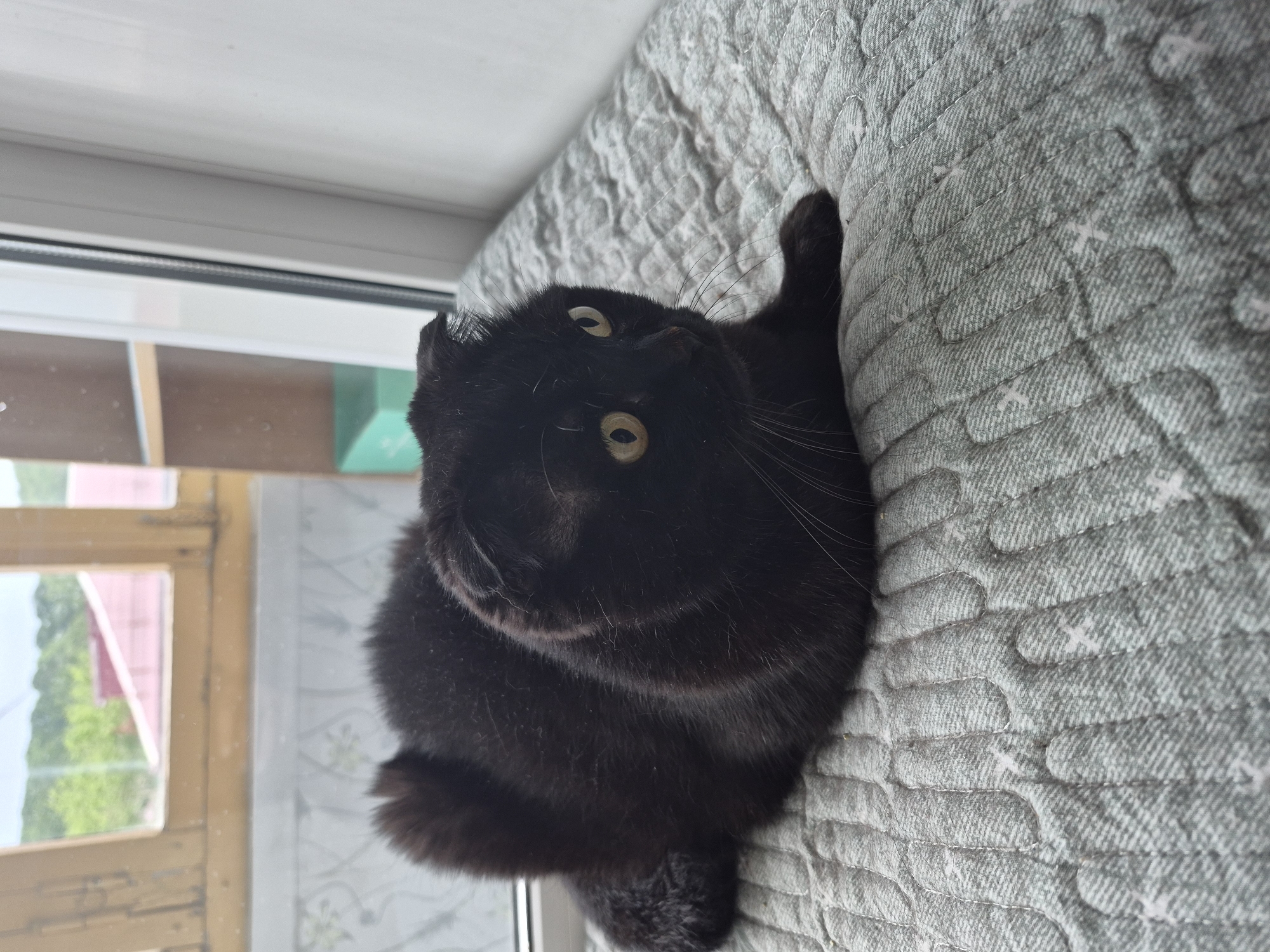 A black Scottish Fold cat with yellow eyes is lying on a grey quilted mat next to a window. The cat is facing to the right, with its body partially obscured by its own fur. The mat is textured with vertical lines and a subtle patterned design. In the background, through a window, there are trees and buildings visible, suggesting an outdoor environment. The lighting is natural, coming from the window.