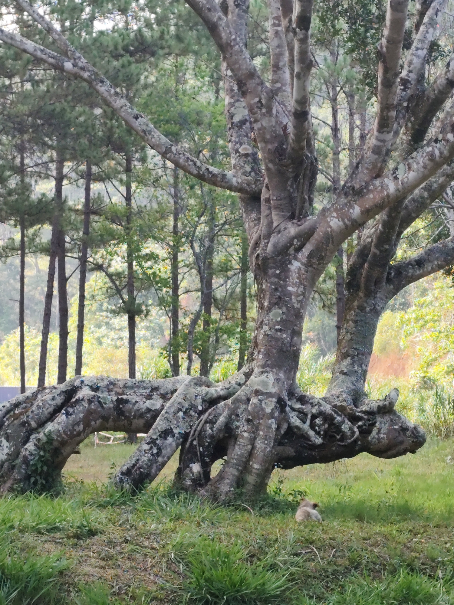 The image depicts a tree with exposed, thick roots in Đa Thọ, Vietnam. The tree trunk is gray and patterned with lichens or moss. Numerous branches extend from the top of the tree. In the background, a grove of slender pine trees is visible. In the foreground, green grass covers the ground, and an animal, possibly a small dog or cat, sits near the base of the tree.