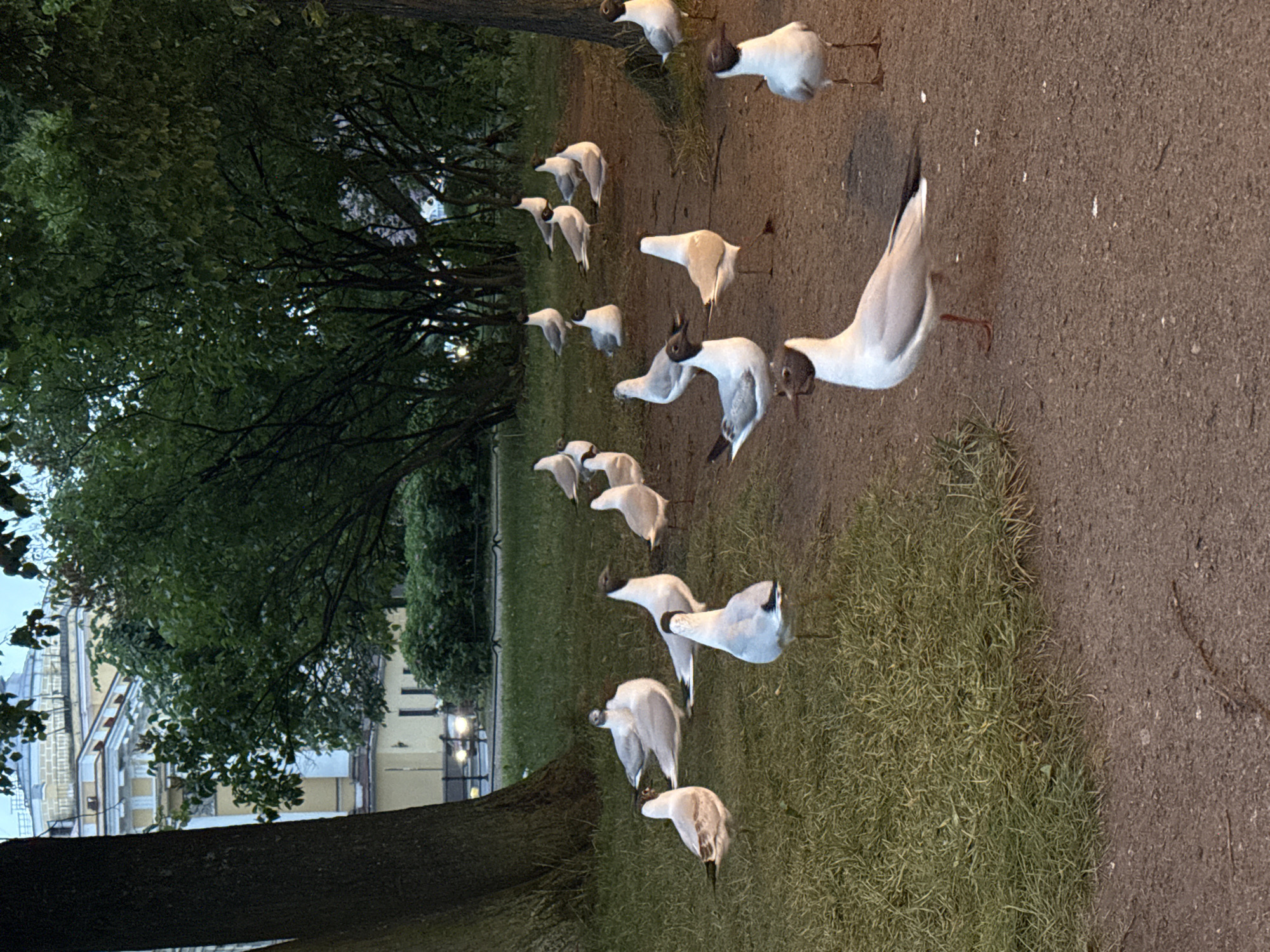 A flock of seagulls are gathered on a dirt path and grassy area in a park, with trees and a building visible in the background. The building appears to be a multi-story structure with classical architecture, possibly in the Admiralty or Palace Square area of Saint Petersburg, Russia. The lighting suggests it is either early morning or late evening. Some of the seagulls are standing, while others are resting on the ground. The focus is on the birds, with the background providing context for their urban environment. There are no people or vehicles visible in the immediate scene.