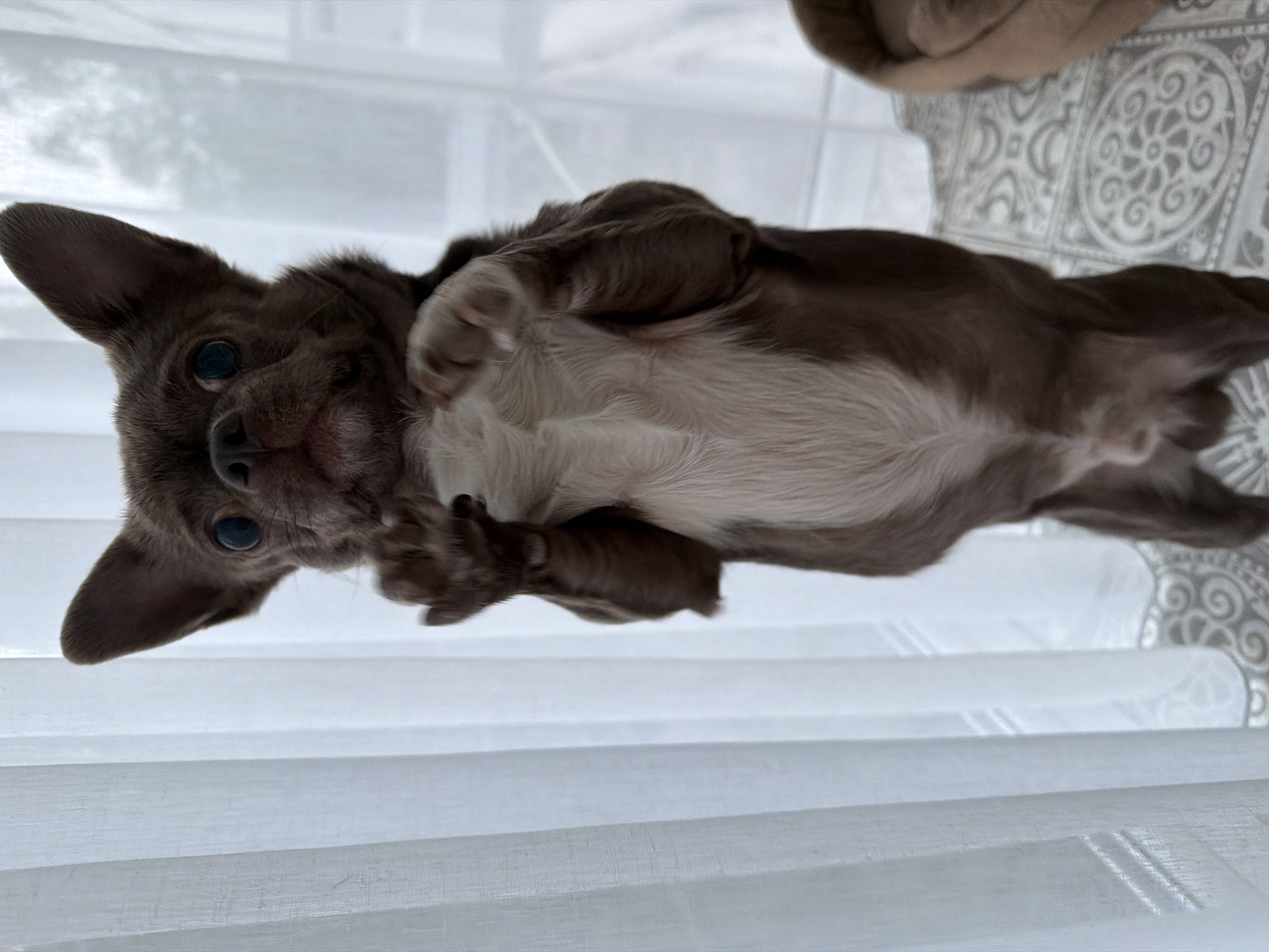 A brown and white chihuahua dog is lying on its back with its paws up, near a window with white blinds. The dog is predominantly brown on its back and head, with white fur on its belly and chest. Part of a patterned blanket or fabric is visible in the upper right corner. The scene is brightly lit. There is no information available to confirm that the location is Votkinsk, Russia.