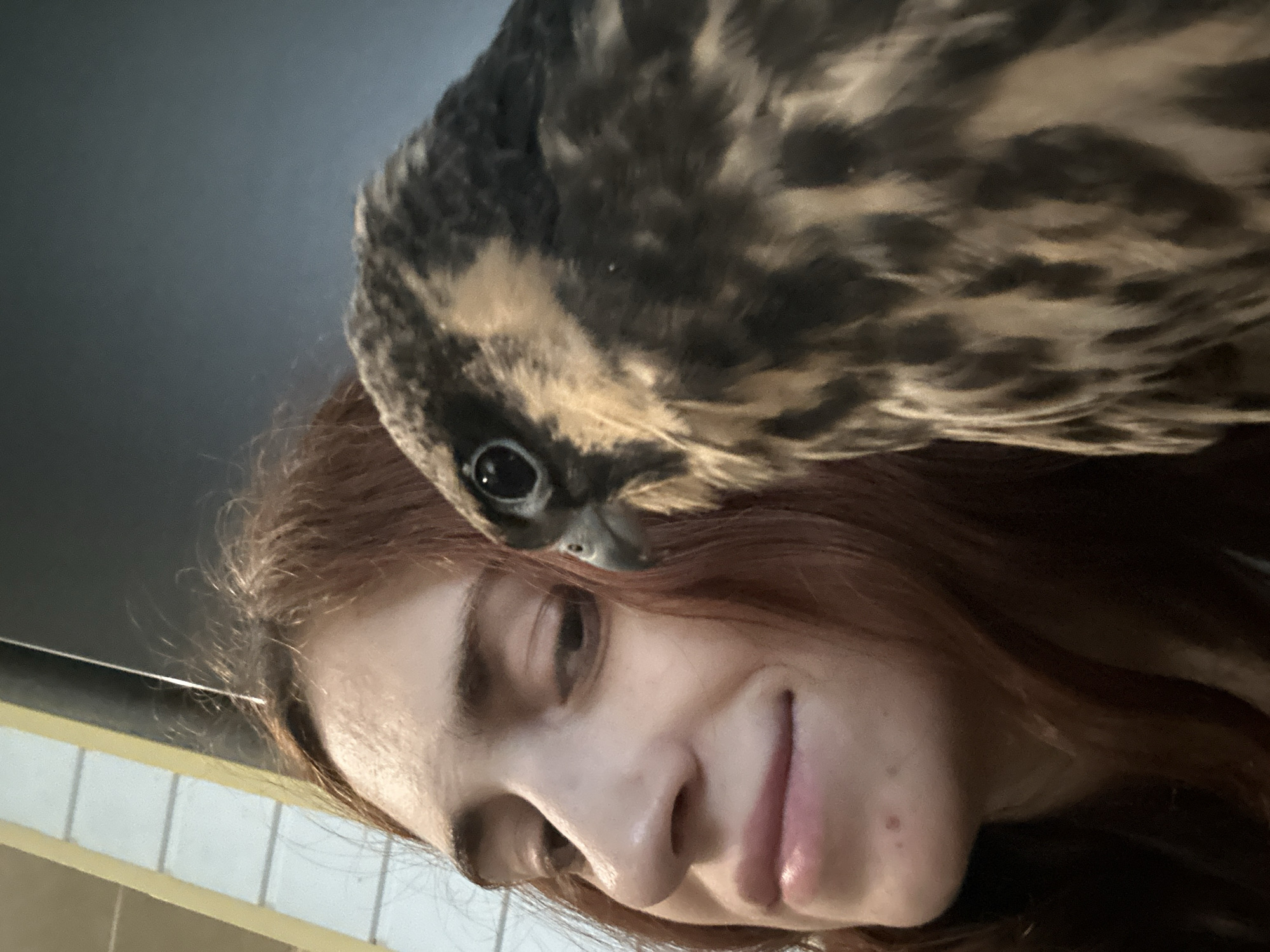In this close-up selfie, a young woman with auburn hair is positioned on the left side of the frame, her face turned slightly towards the camera and tilted downwards. She has fair skin, prominent cheekbones, and appears to be smiling. To her right, filling a significant portion of the frame, is a young falcon. The bird's head is angled towards the woman, and its dark eye is visible. The falcon's plumage is a mix of dark brown and lighter tan or cream markings. The background is softly blurred, with a suggestion of a light-colored structure with horizontal lines on the left and a dark, muted area on the right. The overall impression is an intimate moment between the woman and the bird. There is no discernible indication of the location within Togliatti, Russia.