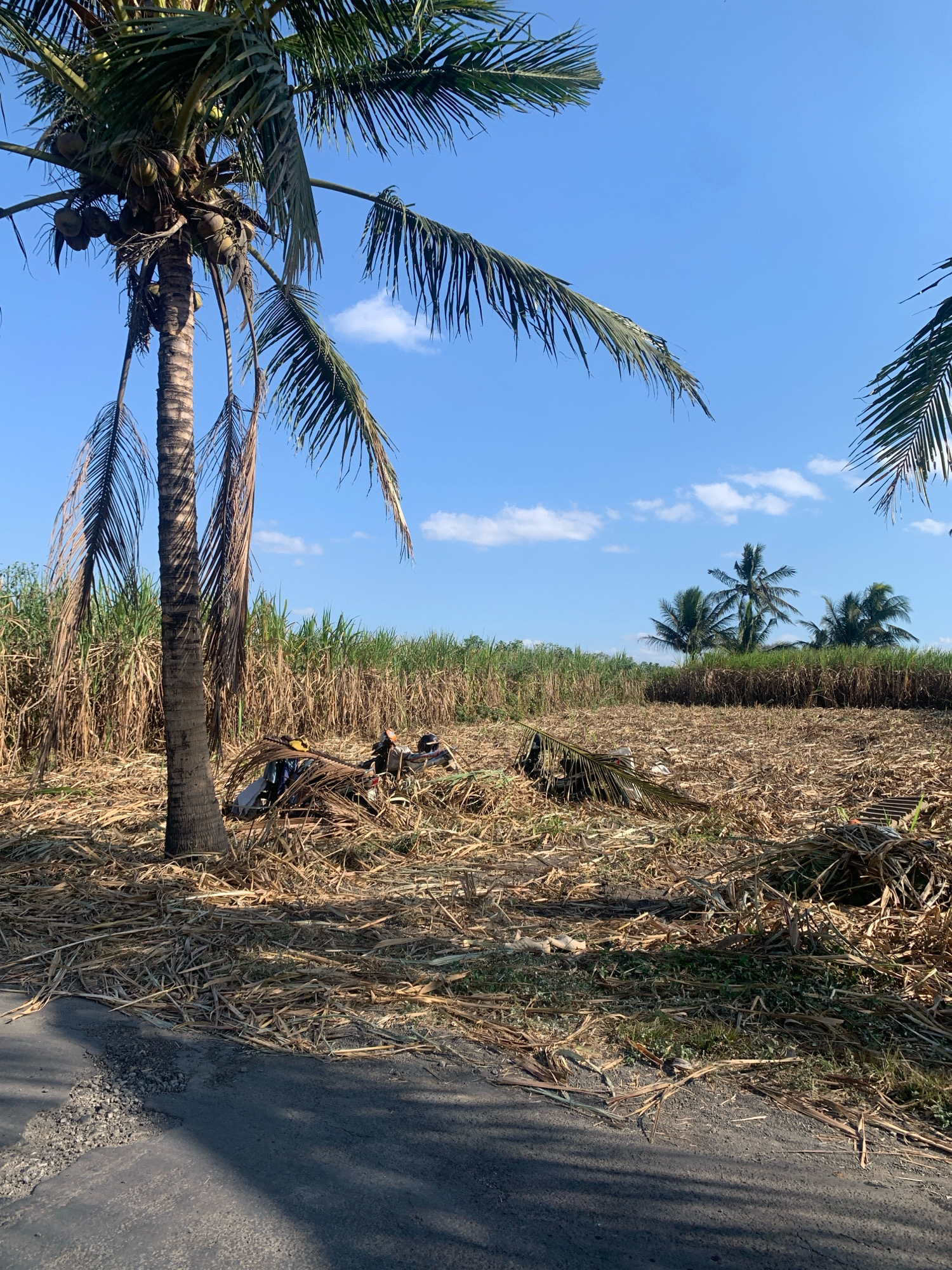 The image depicts an outdoor scene with a clear blue sky and scattered white clouds. In the foreground, a paved road is visible, with dry, straw-like debris scattered on its edge and on the ground next to it. A large coconut palm tree stands prominently on the left, its trunk weathered and its fronds casting shadows. Behind the palm tree, a field of tall, dry sugarcane stalks stretches across the midground. Further back, more sugarcane and several other coconut palm trees are visible. In the center of the image, amidst the dry debris and near the base of the palm tree, a person is seated, appearing to be working or resting. There are also some objects scattered around them, possibly tools or harvested materials. The overall environment suggests a rural or agricultural setting.