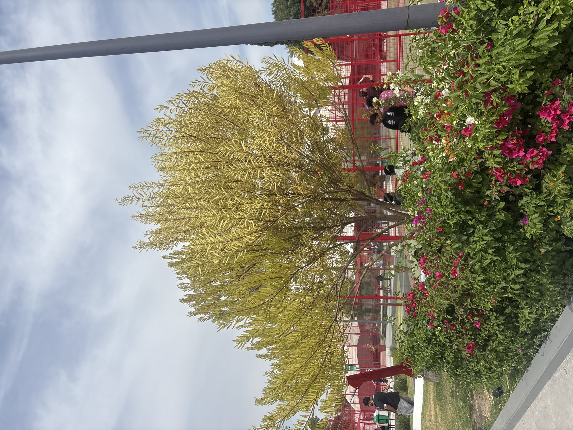 The image shows a daytime scene in what appears to be a park or recreational area. A yellow-leaved tree is the focal point, with a portion of a metal pole visible above it against a backdrop of cloudy sky. To the right of the tree, there's a bush or shrub with pink and white flowers. In the background, there's a red metal structure, possibly a fence or architectural element. The lower portion of the frame shows grass and a paved area. People can be seen interacting near the red structure and by the bush. The photograph is taken at an angle, with the scene slightly tilted. Given the prevalence of bougainvillea flowers, which are commonly seen in Mexico, combined with the architectural styles in the background and the information about the city of Puebla, it is presumed this scene is in a park or recreational area of Puebla, Mexico. However, pinpointing the exact location would require more specific details.