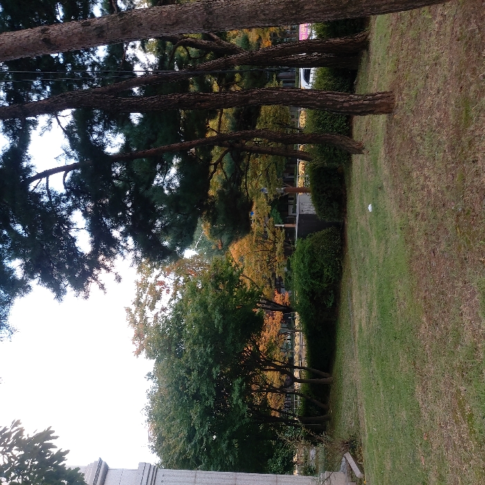 The image displays an autumnal outdoor scene within a green space in Gimpo-si, South Korea. The foreground consists of green and brown grass, with a small white crumpled object visible on the lower-right side. Multiple dark-barked pine tree trunks stand vertically along the right edge of the frame, extending upwards. On the far left, a light-colored, fluted column or pillar, possibly concrete or stone, is partially visible. The mid-ground features a dense line of green bushes and deciduous trees, some exhibiting early autumn colors with yellow and orange foliage. Behind this vegetation, further trees with varying leaf coloration are present, and glimpses of a road or street are visible, including a portion of a white vehicle and a distant building. The sky is overcast and appears bright white. No people or overt actions are depicted.