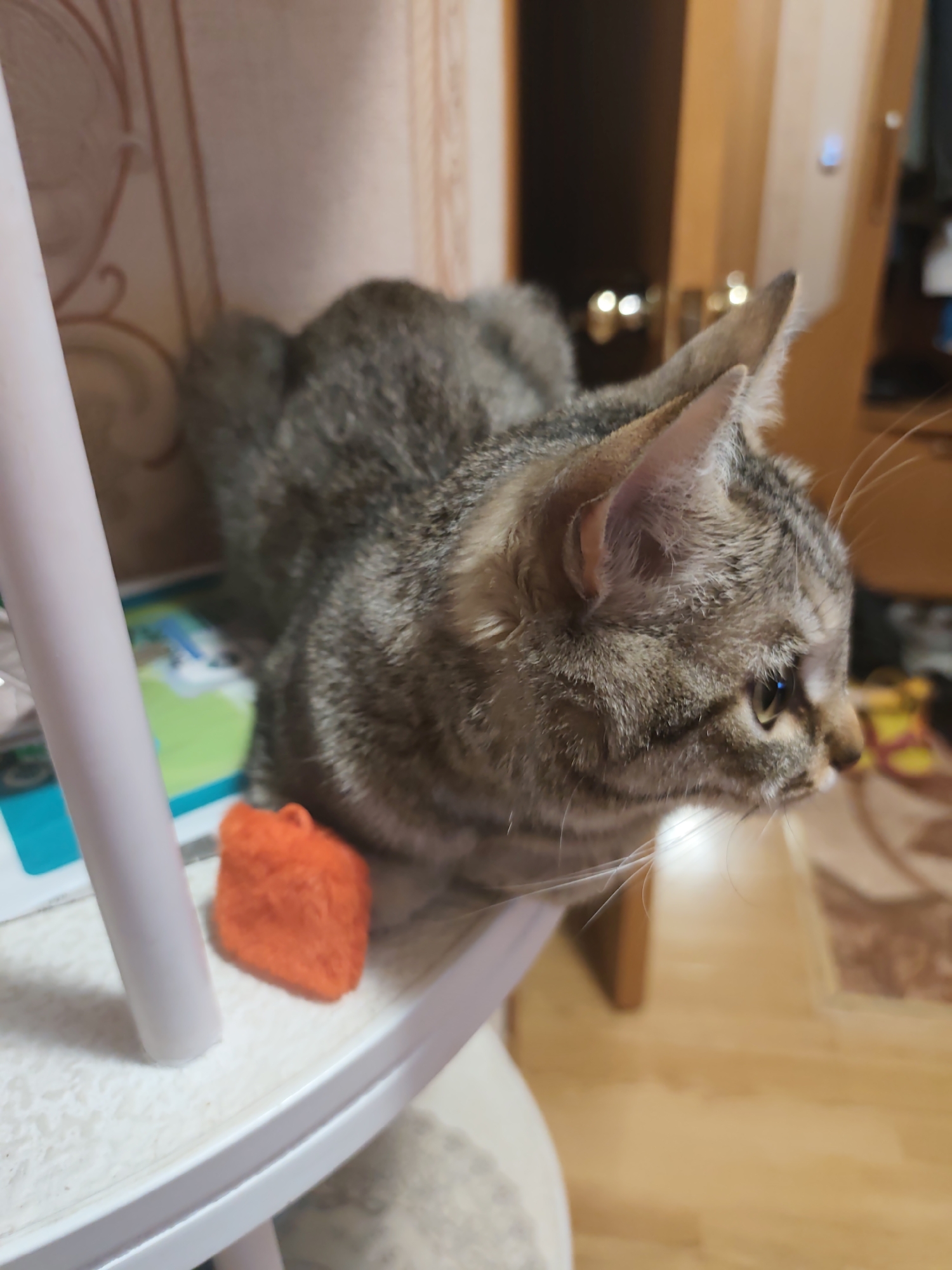 A tabby cat is perched on a white table next to an orange, cube-shaped object. The cat has gray and brown stripes, with its head turned to the right and its whiskers prominent. The background includes a wall with patterned wallpaper and a glimpse of a doorway leading to another room. The flooring in the adjacent room is wooden. The location is assumed to be an indoor domestic setting, but its location in Gremyachinsk, Russia, cannot be confirmed.