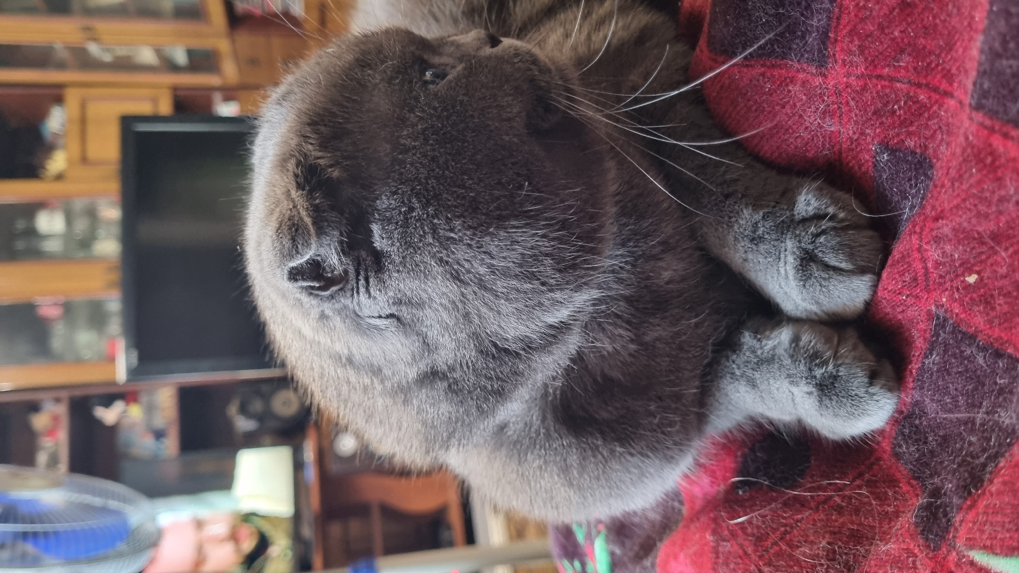 In the city of Vysokoe, Russia, a grey Scottish Fold cat is the central subject of the image, resting on a red plaid blanket. The cat is positioned in the foreground, facing to the right, with its front paws tucked underneath its body. Its ears are folded, characteristic of the breed, and its fur appears thick and soft.
The background is softly blurred, suggesting a shallow depth of field. Behind the cat, a television screen is visible, turned off, with a shelf unit behind it containing various items that are indistinct due to the blur. To the far left of the image, a person's head and shoulders are partially visible, looking towards the television. The setting appears to be a domestic interior.