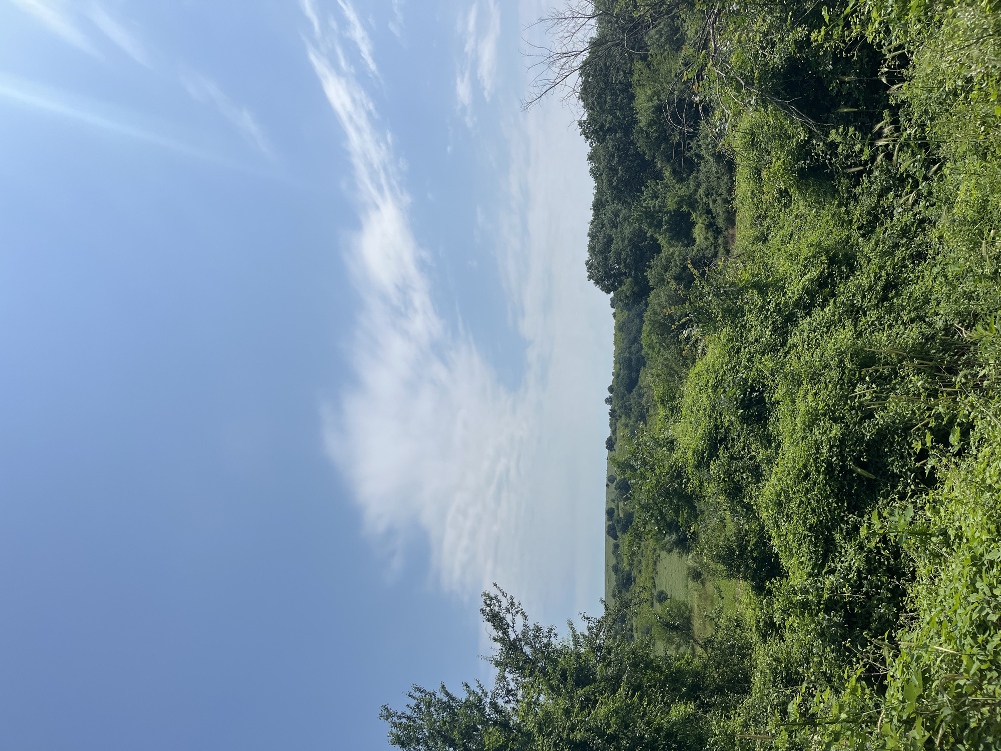 The image depicts a verdant, undeveloped rural landscape under a clear blue sky with scattered white cirrus clouds, located in Varshilo, Bulgaria. A bright sunstreak is visible in the upper right quadrant of the sky. The scene is dominated by various shades of green foliage.
The immediate foreground is densely covered with a mix of overgrown green shrubs, grasses, and climbing vines, exhibiting a chaotic and untamed growth pattern. Moving towards the midground, the terrain gently rises, featuring clusters of deciduous trees and bushes interspersed with open, lighter green grassy areas. The trees form a continuous, irregular canopy across the middle distance. In the background, a distant horizon line presents a consistent stretch of low, tree-covered hills meeting the clear sky. No human subjects, animals, or man-made structures are visible. The lighting suggests full daylight, casting natural illumination across the overgrown landscape.