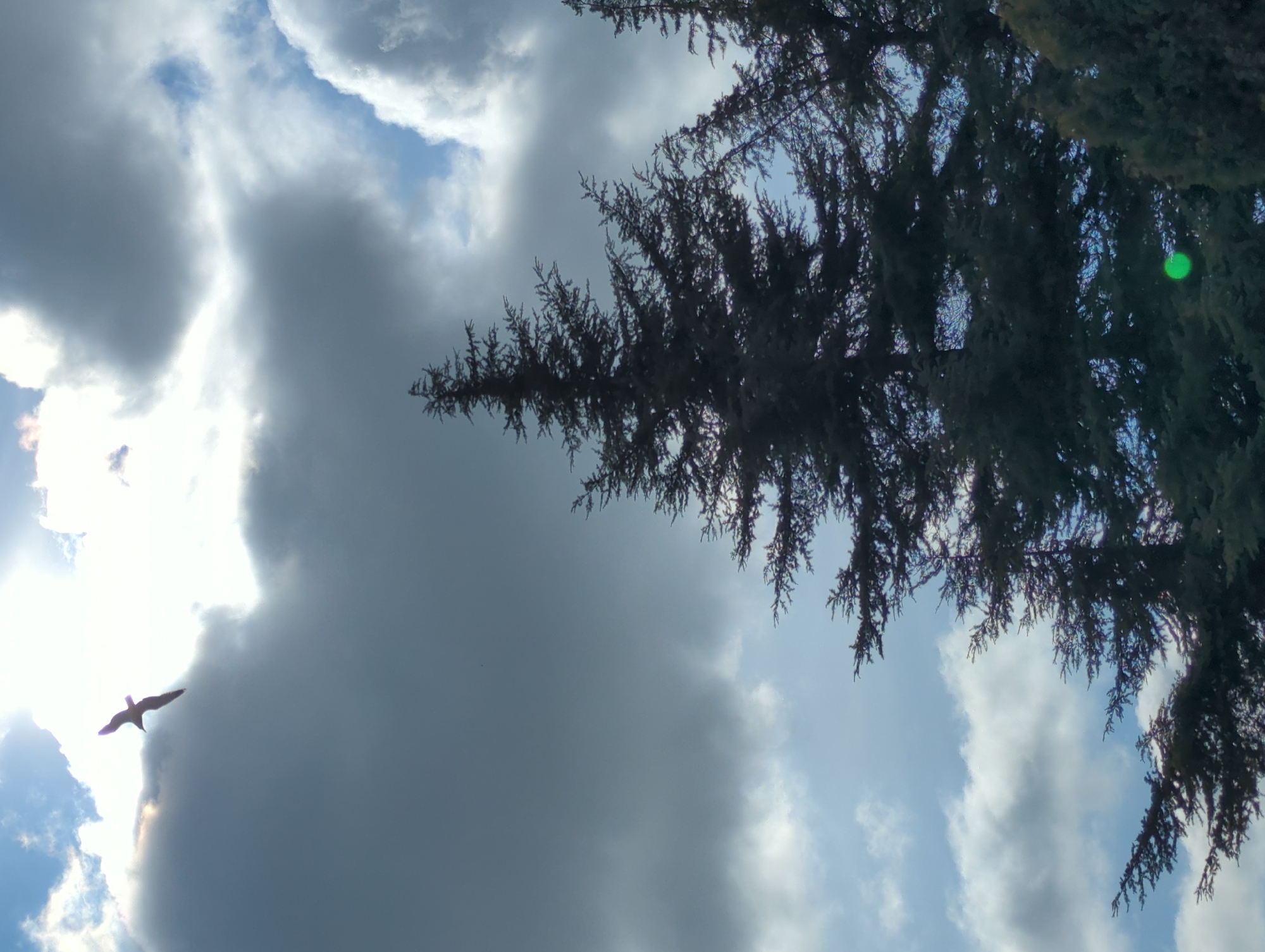 The image shows a low-angle view of the sky, partially obscured by a tree branch in the upper right. Clouds dominate the sky, with both bright white and dark gray formations present. Sunlight is visible on the left side of the frame, creating a bright glare. A bird is silhouetted against the bright sky in the lower left. The green light to the side of the tree may be from the sun's rays. While the exact location is not discernible from the image, based on the request, it is believed to be somewhere in the city of Varna, Bulgaria.