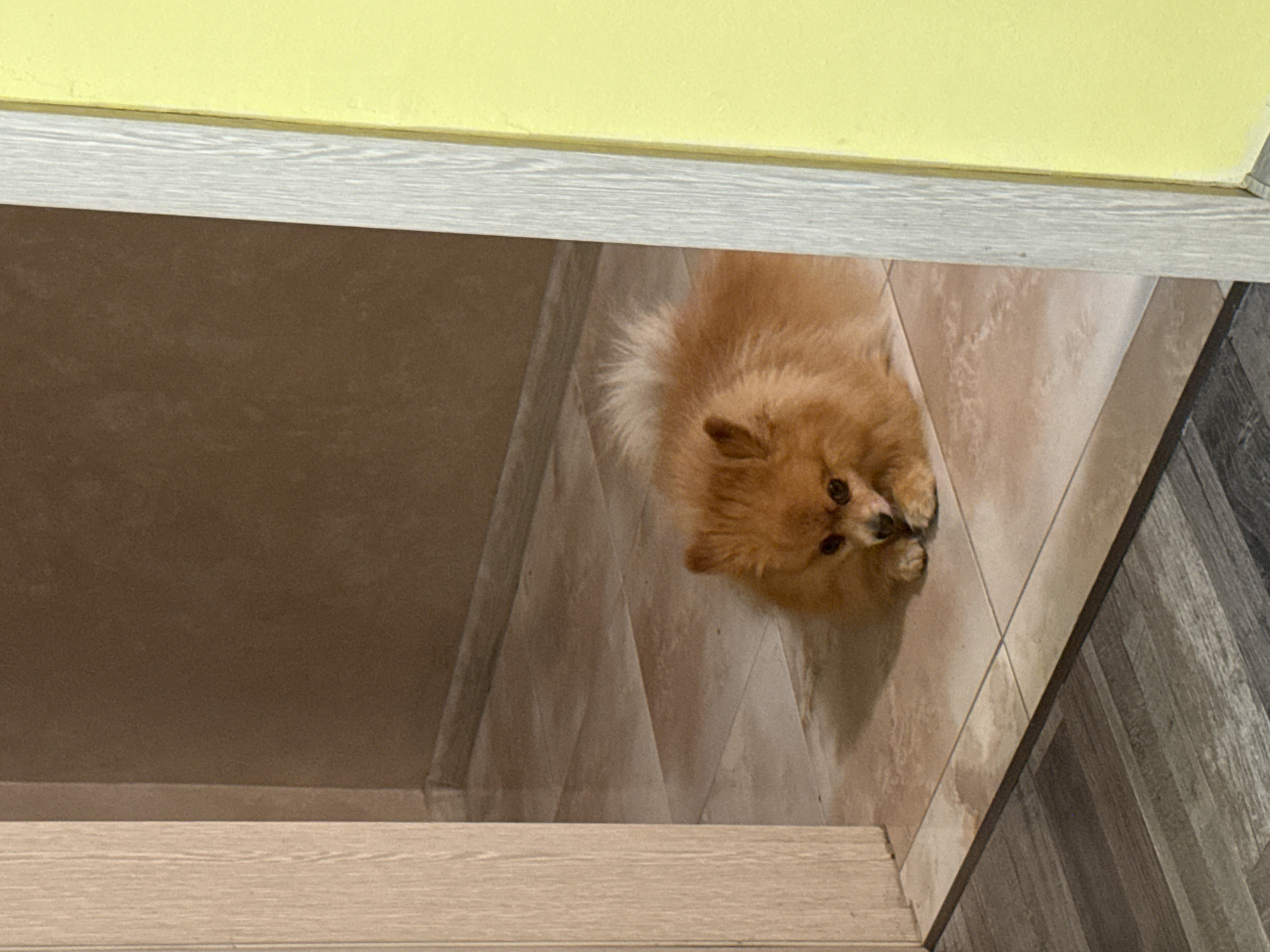 The image shows a Pomeranian dog lying on a tiled floor in what appears to be a domestic setting. The dog is small, with fluffy orange fur and dark eyes. It is positioned in the center of the frame, looking downwards. The floor is made of light-colored square tiles. To the left of the dog, a wooden door frame is visible, and to the right, a yellow wall. The background wall is a muted brown color. The lighting suggests an indoor environment, possibly in an apartment or house. The scene does not contain any specific elements that would allow for localization within the city of Plovdiv, Bulgaria.