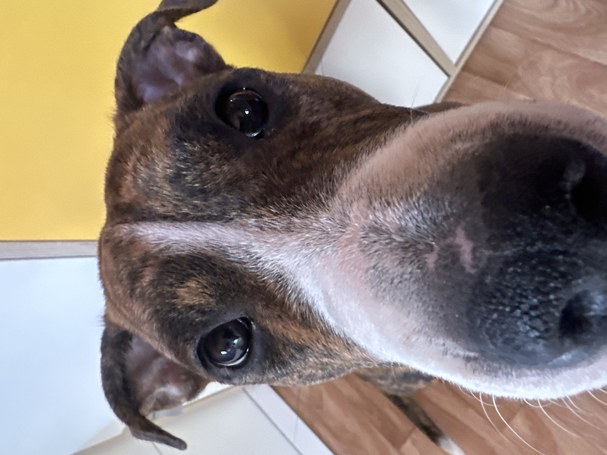 A brindle dog with large, dark eyes and a prominent nose fills the frame. The dog's fur is patterned with dark and light brown stripes. The background includes sections of a yellow wall, white cabinet doors, and a wooden floor. There is no indication of this being located in Iksha, Russia.