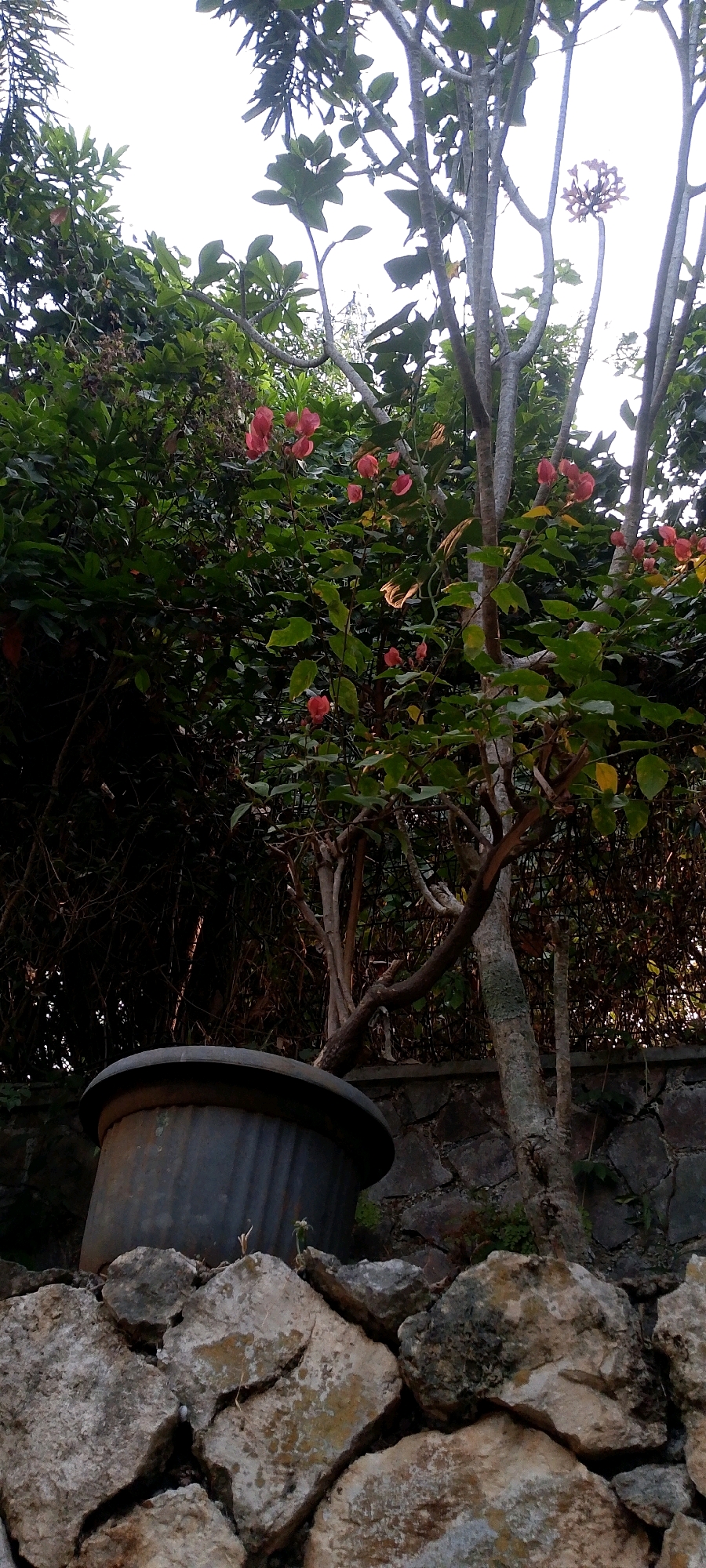 An outdoor scene, likely a garden or yard, is depicted. In the foreground, a large, dark-colored planter rests on a foundation of rough, uneven stones. Behind the planter, a tree with slender, light-colored branches and green leaves is visible. Several clusters of small, pinkish-red flowers are scattered among the branches of this tree, with one prominent cluster near the top left. The background consists of dense, dark green foliage and a stone wall. The sky is bright and overcast. The image is taken from a low angle, looking slightly upwards towards the tree and foliage. The location is identified as a residence in Bandung City, Indonesia.