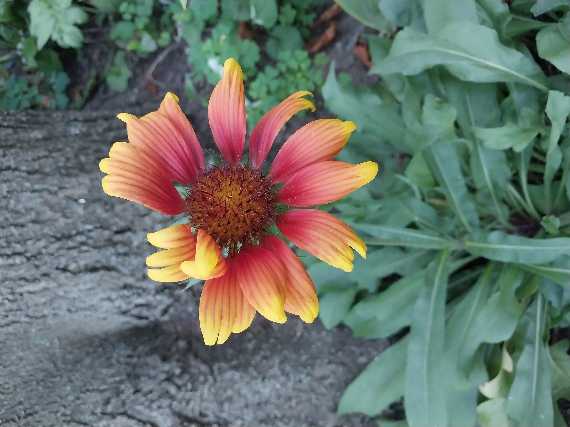 A close-up, eye-level shot captures a single blanket flower with petals fading from deep red to yellow, set against a blurred backdrop of a tree trunk and green foliage. The flower is in sharp focus, its intricate petal structure and central disc clearly visible. The natural light illuminates the vibrant colors of the petals. The environment suggests an outdoor setting, possibly a park or garden within the city of Dnipro, Ukraine, given the presence of mature trees and diverse plant life. No people or discernible actions are present in the frame.