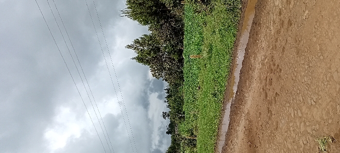 The scene depicts an outdoor agricultural landscape in Gatakaine, Kenya, under a heavily overcast sky. A reddish-brown dirt road with numerous wet, muddy patches and puddles occupies the lower foreground, extending from left to right. Parallel to the road, a narrow, water-filled ditch separates it from a vibrant green field. This field, extending into the mid-ground, is densely cultivated with low-lying green crops. A single, slender wooden post is visible vertically within this field, slightly to the right of center. Beyond the field, a dense line of trees forms the background, featuring various species, including taller, dark green conifers on the right. Multiple utility lines are strung horizontally across the upper third of the frame against the grey cloud cover. No human or animal figures are present.