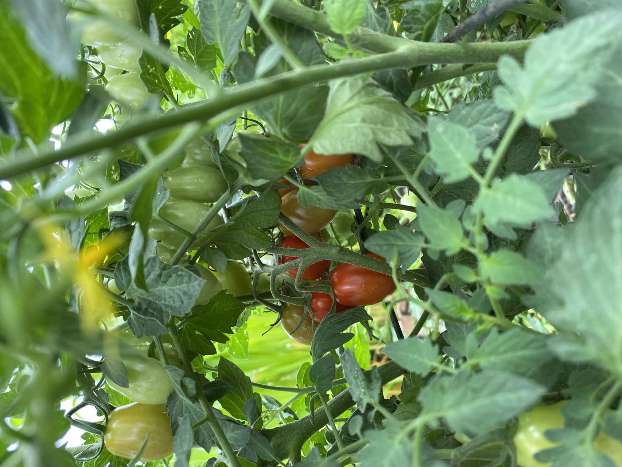 A close-up, vertical shot shows a cluster of ripening plum tomatoes on the vine, interspersed with green leaves and stems. Some tomatoes are a pale green, while others have transitioned to a vibrant red, indicating different stages of ripeness. A yellow tomato flower is visible in the upper portion of the image. The background is blurred, suggesting a garden setting. The image was captured in the Town of Princetown, United States of America.