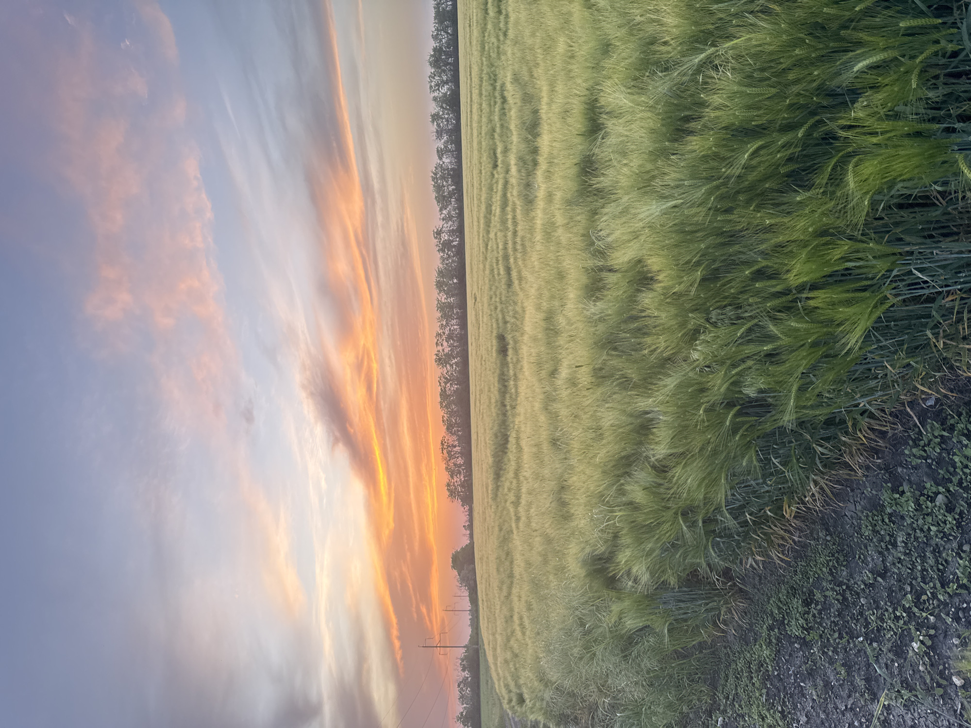 The image shows a rural landscape likely located in or near Beysug, Russia. A field of ripening grain, primarily green and yellow, occupies the right half of the frame. A line of trees runs along the horizon, separating the field from the sky. The sky exhibits a sunset with hues of orange, pink, and blue. Power lines are visible in the distance on the left side of the field. The foreground shows the edge of the field with dirt and some low-lying vegetation. There are no people visible in the image.