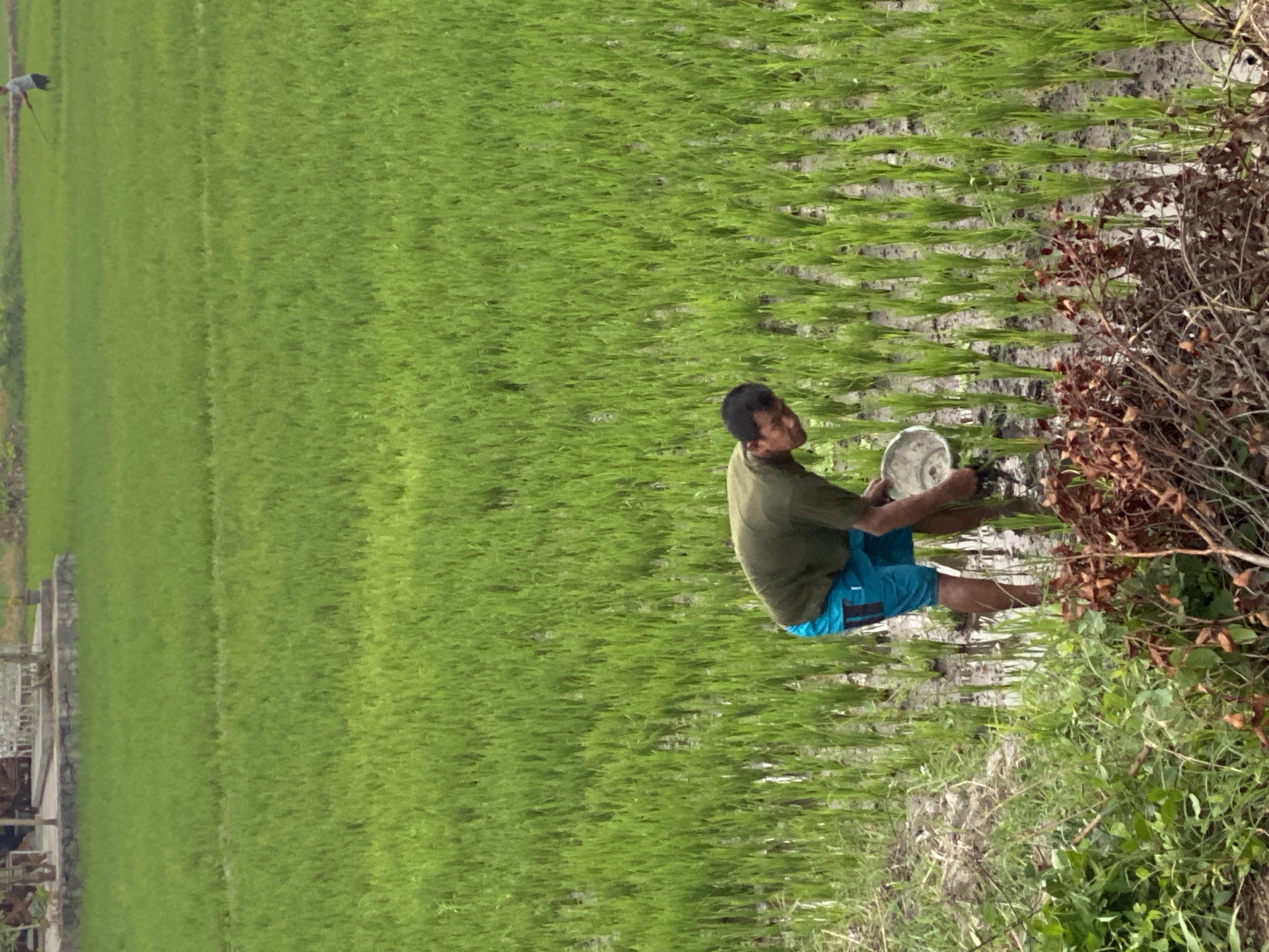 In the city of Kasihan, Indonesia, a lone farmer is tending to a lush green rice paddy. The field stretches as far as the eye can see, with rows of young rice plants standing in shallow water. The farmer, wearing a dark green shirt and blue shorts, is bent over, holding a metal bowl in his hands. He appears to be working with the soil or plants in the water, his focus directed downwards. The surrounding environment is dominated by the vibrant green of the rice, with some dry, brown vegetation visible in the foreground. In the distance, a smaller figure can be seen working in another part of the paddy. The overall scene depicts a tranquil moment of agricultural labor in a rural Indonesian landscape.