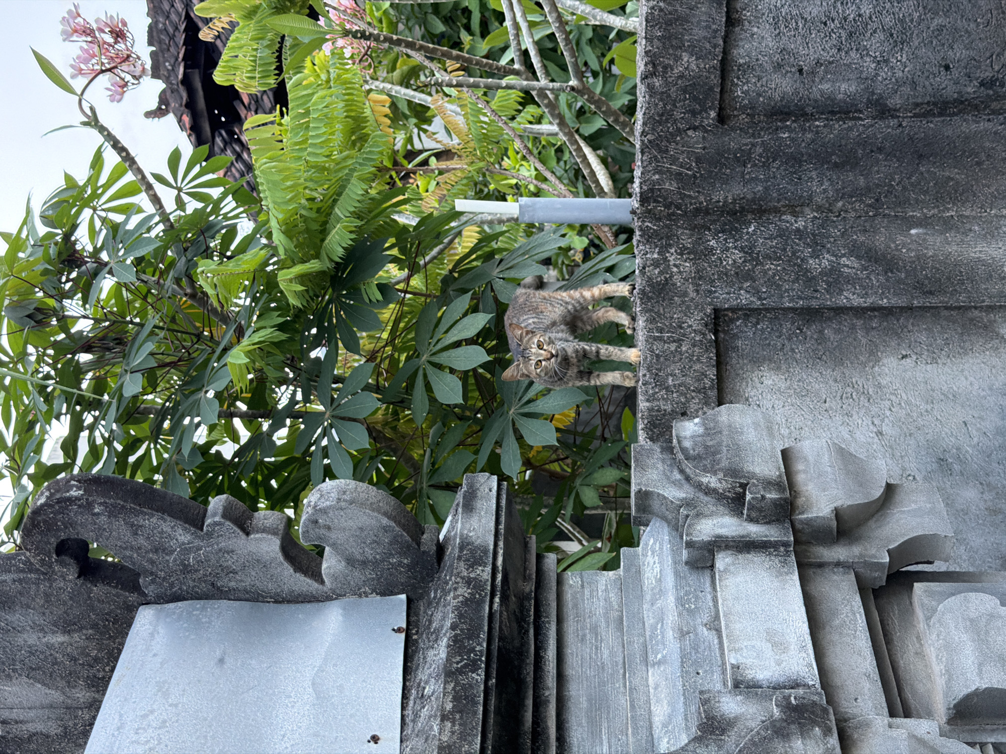 The photograph, taken outdoors in what appears to be Kuta Selatan, Indonesia, features a tabby cat perched on a weathered, gray stone structure, possibly a wall or architectural element. The cat, facing the camera, is positioned amidst lush green foliage with a pipe visible above it. The stonework shows signs of aging and exposure, with darker areas indicating potential moisture or organic growth. The overall perspective of the photograph is from below, looking upward towards the cat and the surrounding vegetation. The environment suggests a tropical or subtropical climate, typical of the Indonesian region.