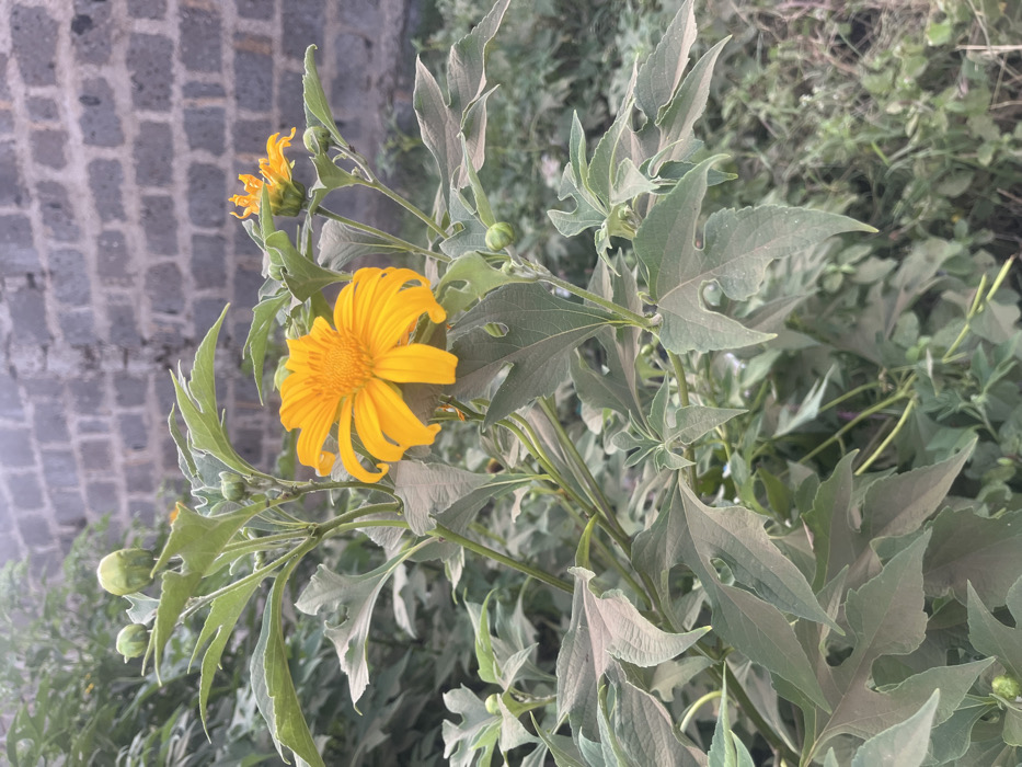A vibrant yellow flower dominates the foreground, its petals radiating from a textured center. The flower is surrounded by light green foliage with distinctive, lobed leaves. Several flower buds and smaller blooms are visible, hinting at further flowering. The background consists of more foliage and, on the left, a weathered stone structure with a repeating brick pattern. The image is well-lit, highlighting the textures of the leaves and the details of the flower.