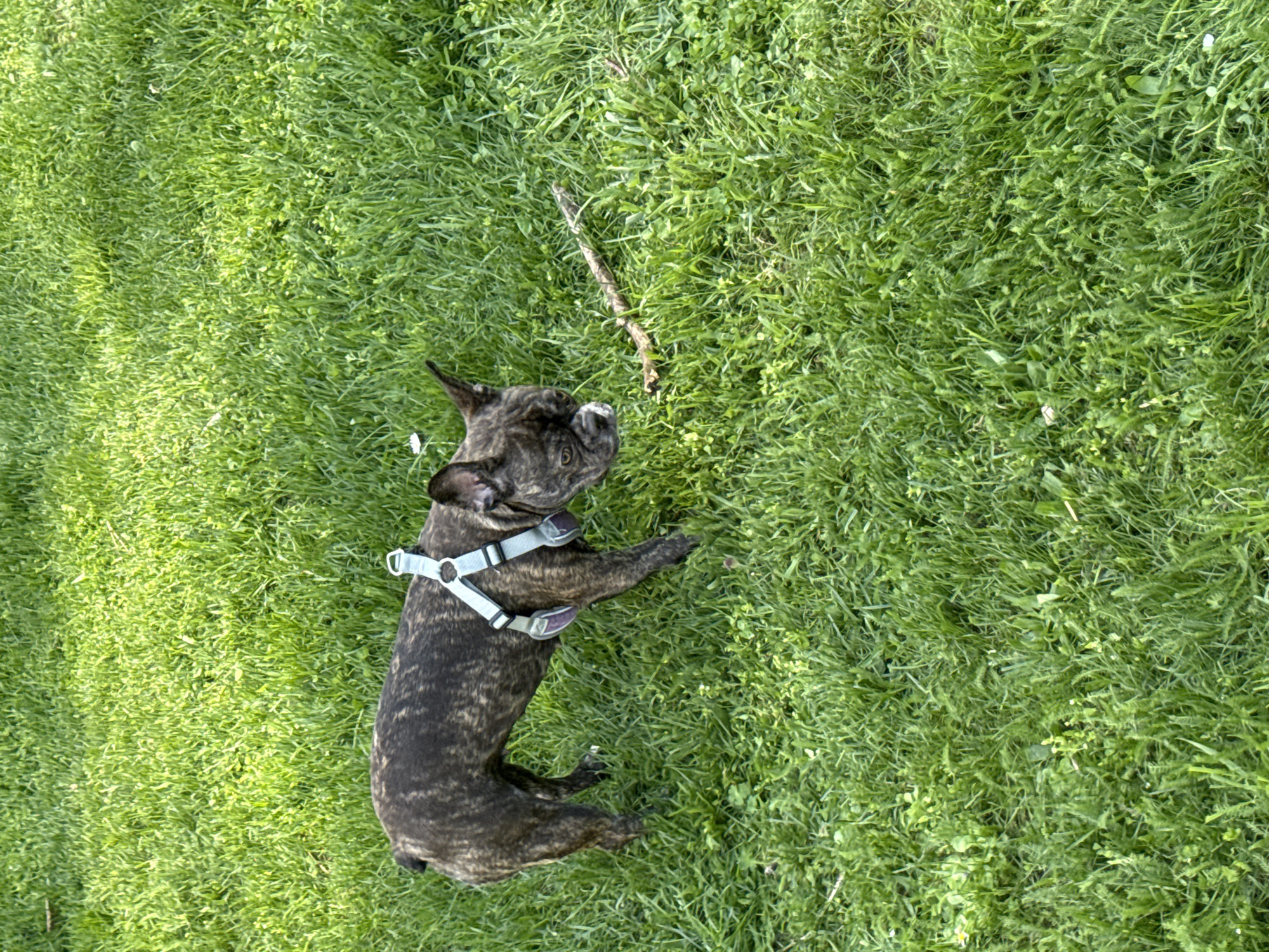 A brindle French Bulldog lies on its side in a patch of green grass, looking up at a thin brown stick lying a short distance in front of it. The dog is wearing a light gray harness. The scene is outdoors on a sunny day. There is no indication of this image being taken in Pleven, Bulgaria.