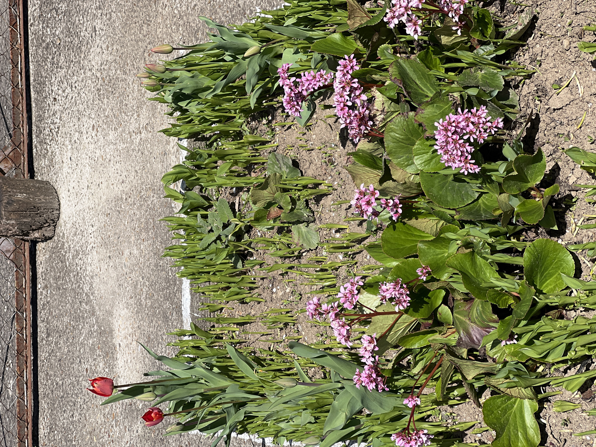 The image depicts a flower bed located adjacent to a concrete pathway, likely in a residential area. The bed is filled with a variety of plants, primarily tulips (some with closed buds, others with open red flowers) and Bergenia crassifolia (Siberian Tea) with pink flower clusters. The ground is bare soil. Part of a wooden fence post and wire mesh is visible on the left side of the image, next to the concrete path. The pathway shows signs of wear. The picture was likely taken during the day in sunlight, and I have no information to indicate the location is Lyubenovo, Bulgaria.